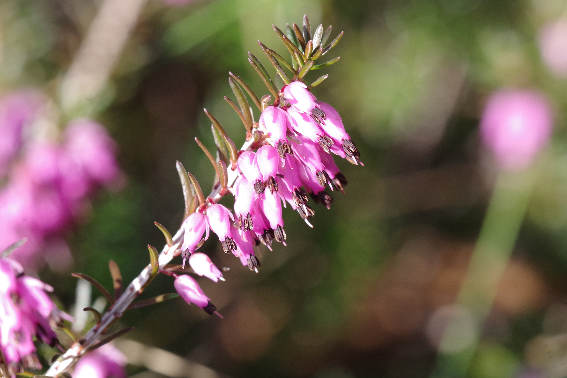 erica carnea3.jpg