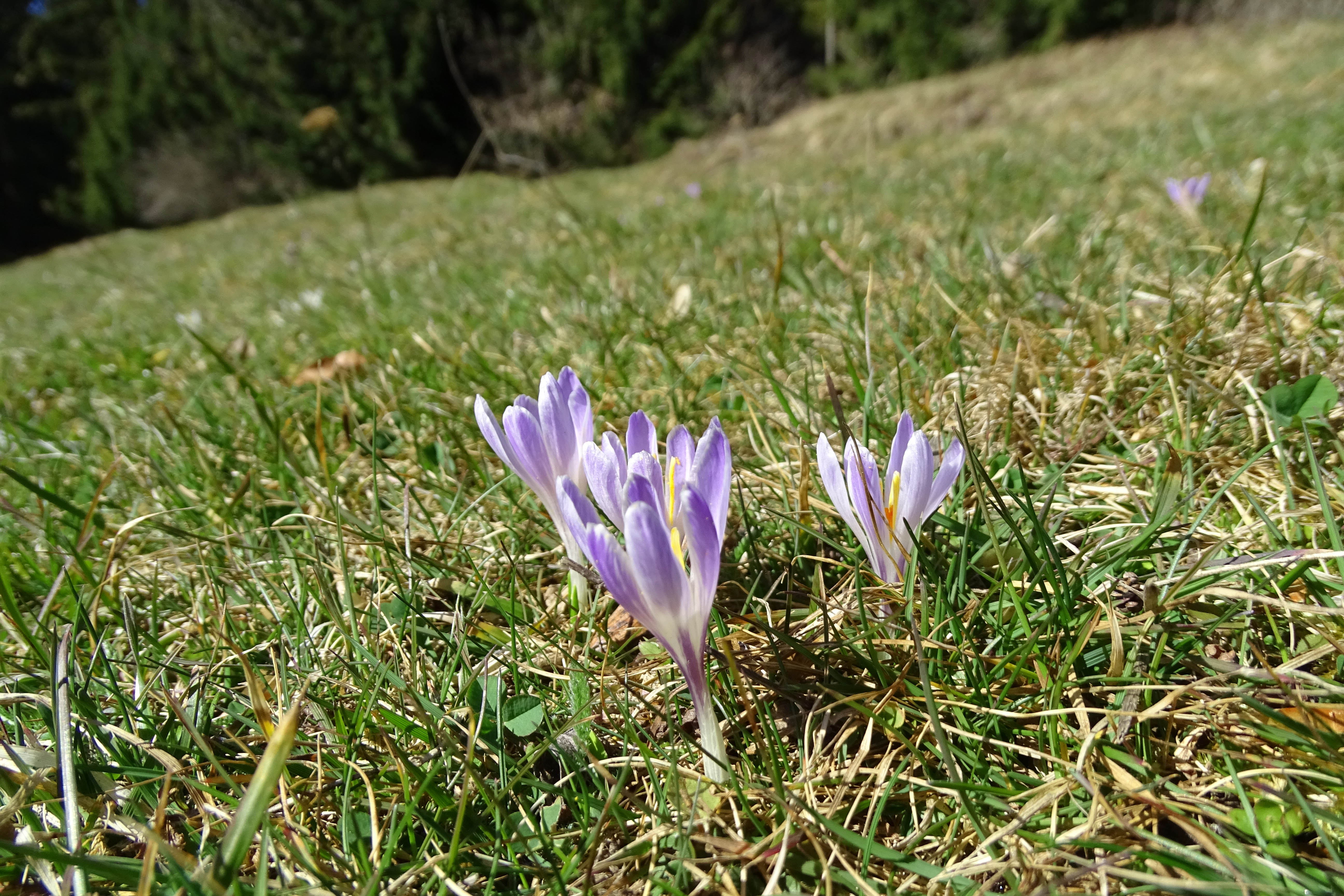 crocuswiese_wolfsattel.jpg