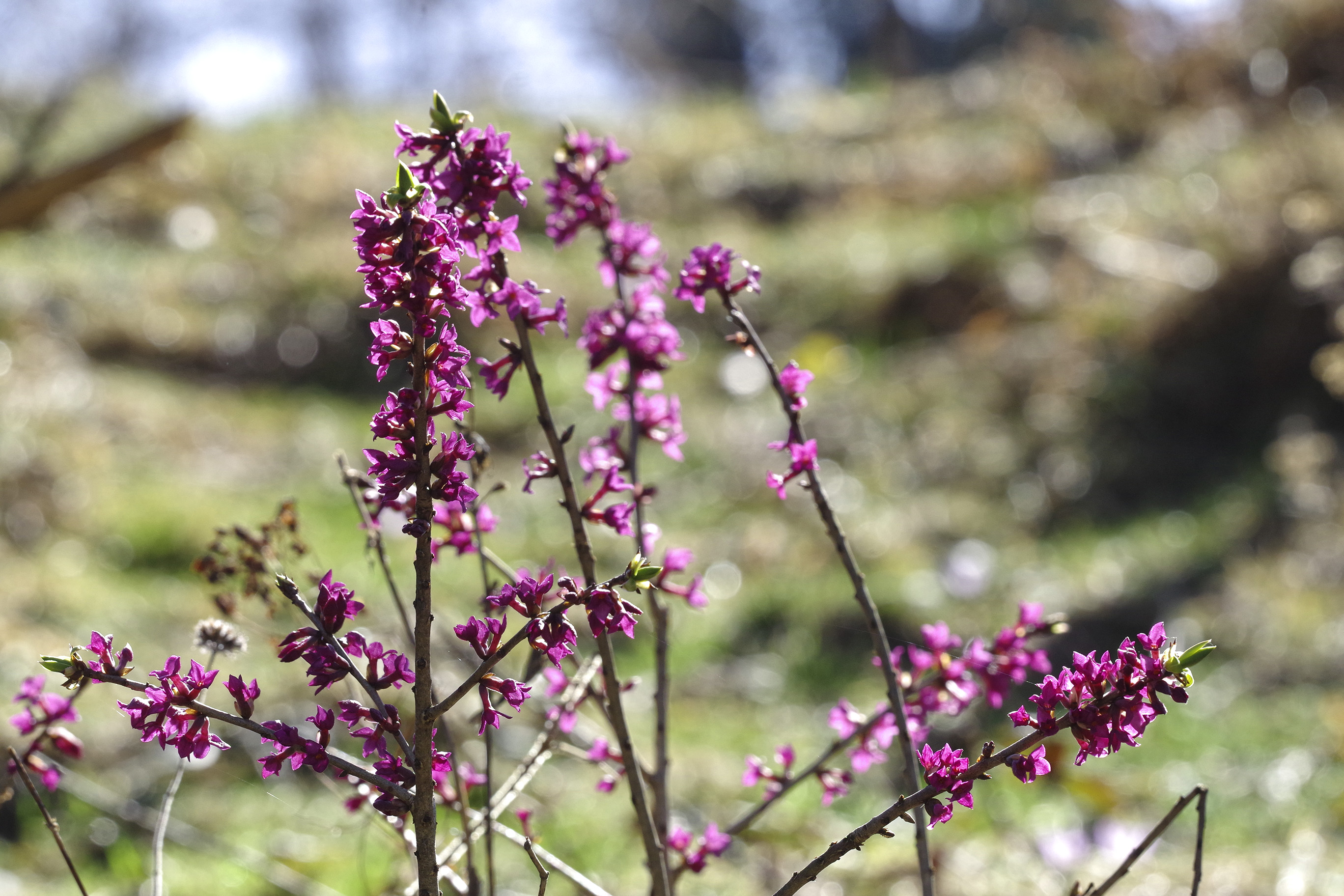 daphne mezereum_sattelberg.jpg