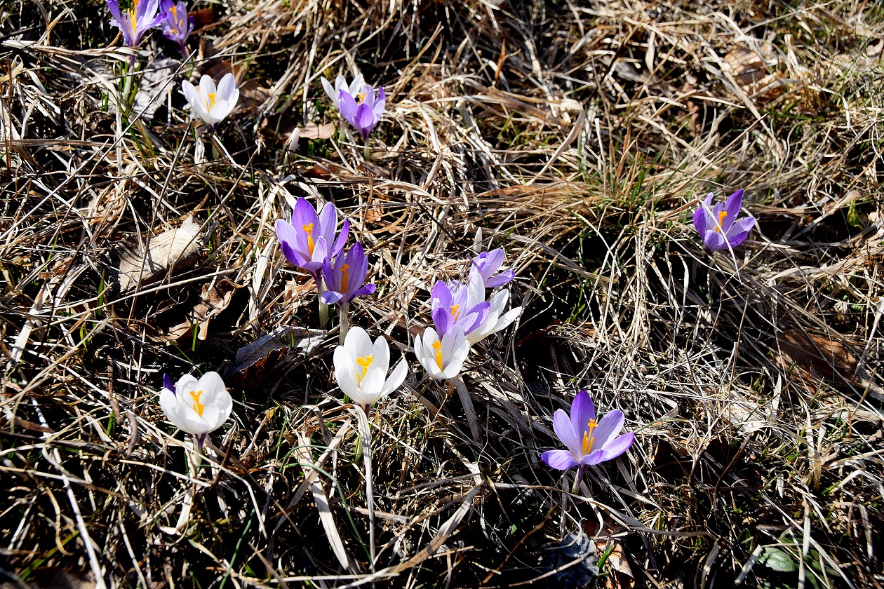 Kaltenleutgeben-17032019-(65).JPG