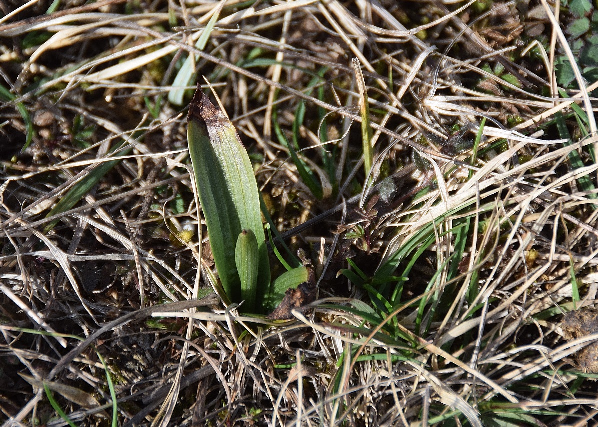 Lindabrunn-Symbosium-09032019-(17) - Ophrys Blattrosette.JPG