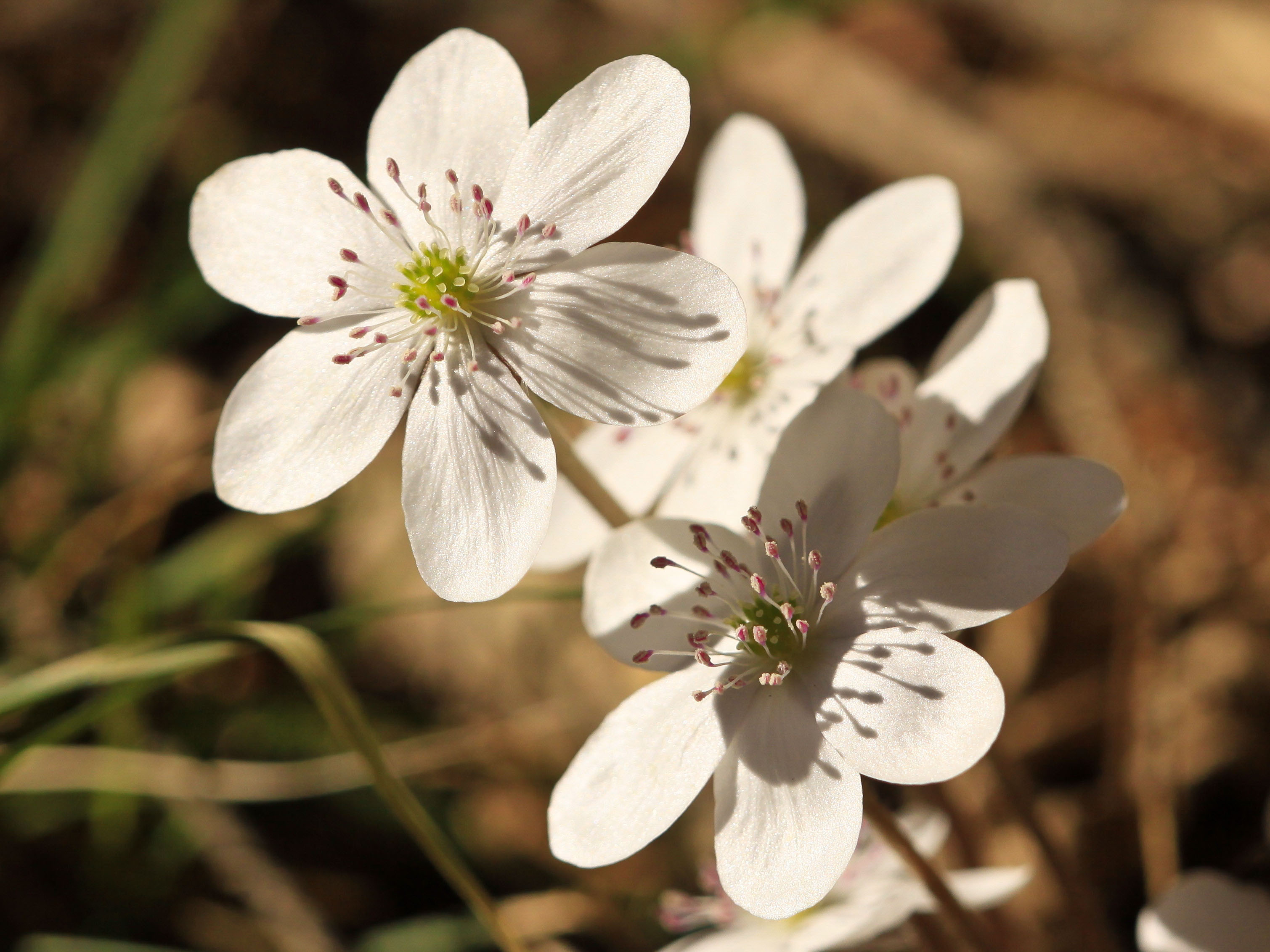 Hepatica_nobilis_Unterleibnig1_20110320.jpg