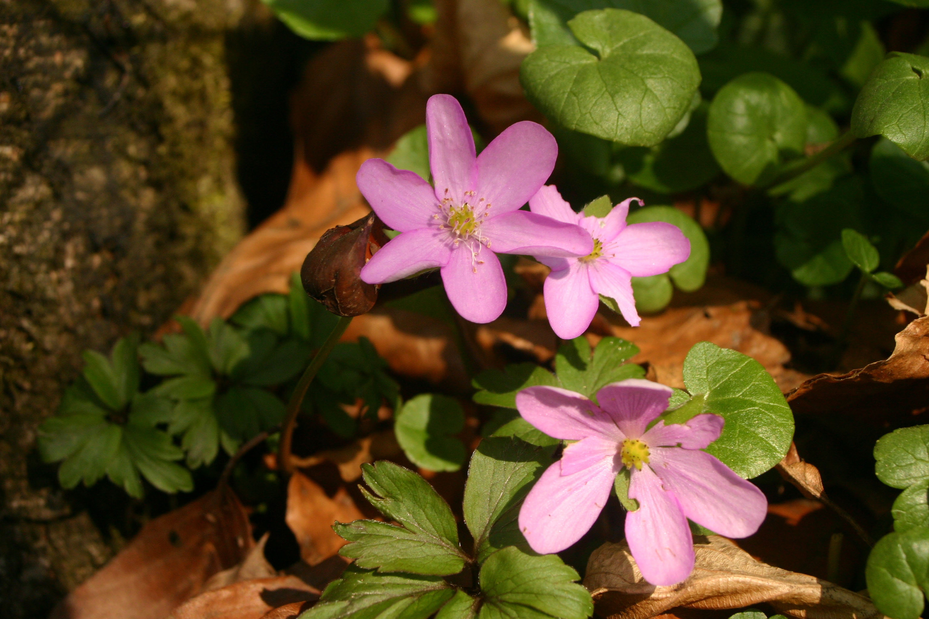 Hepatica_nobilis_1_Puch_2009_04_05.jpg