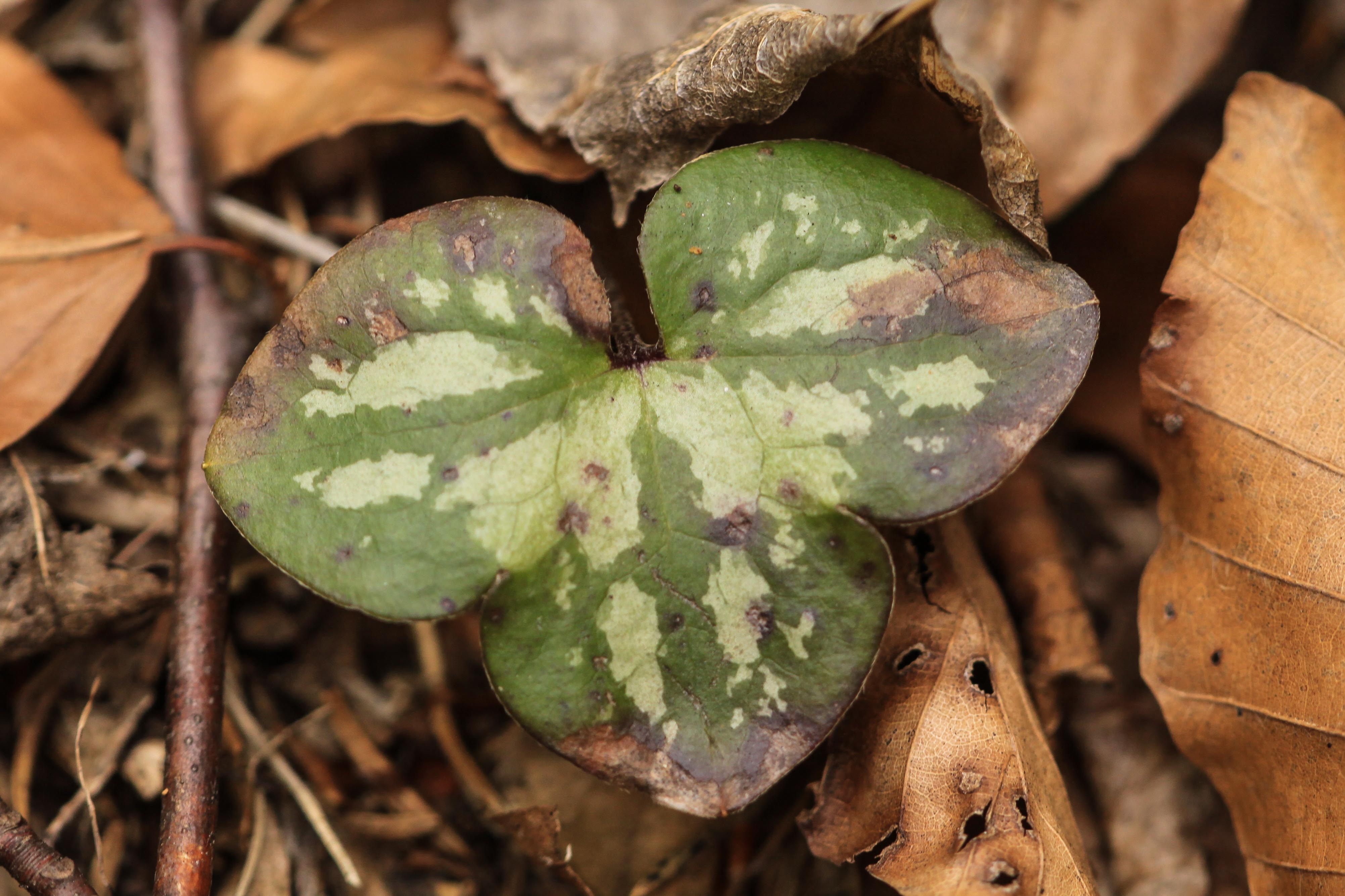 Hepatica_nobilis1_Oberdrauburg_2011_04_01.jpg