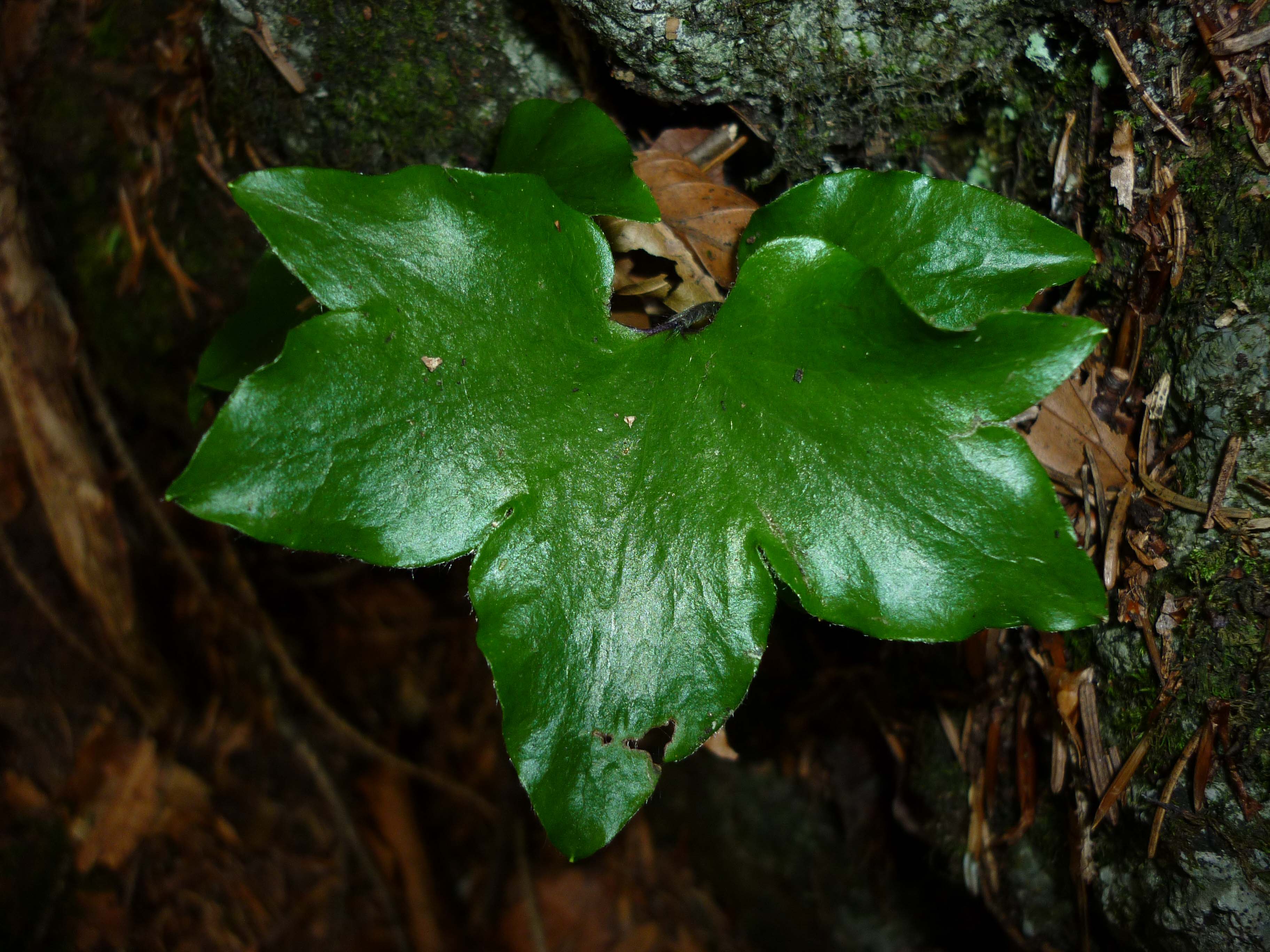 Hepatica_nobilis_Lammertal_2010_06_26.jpg