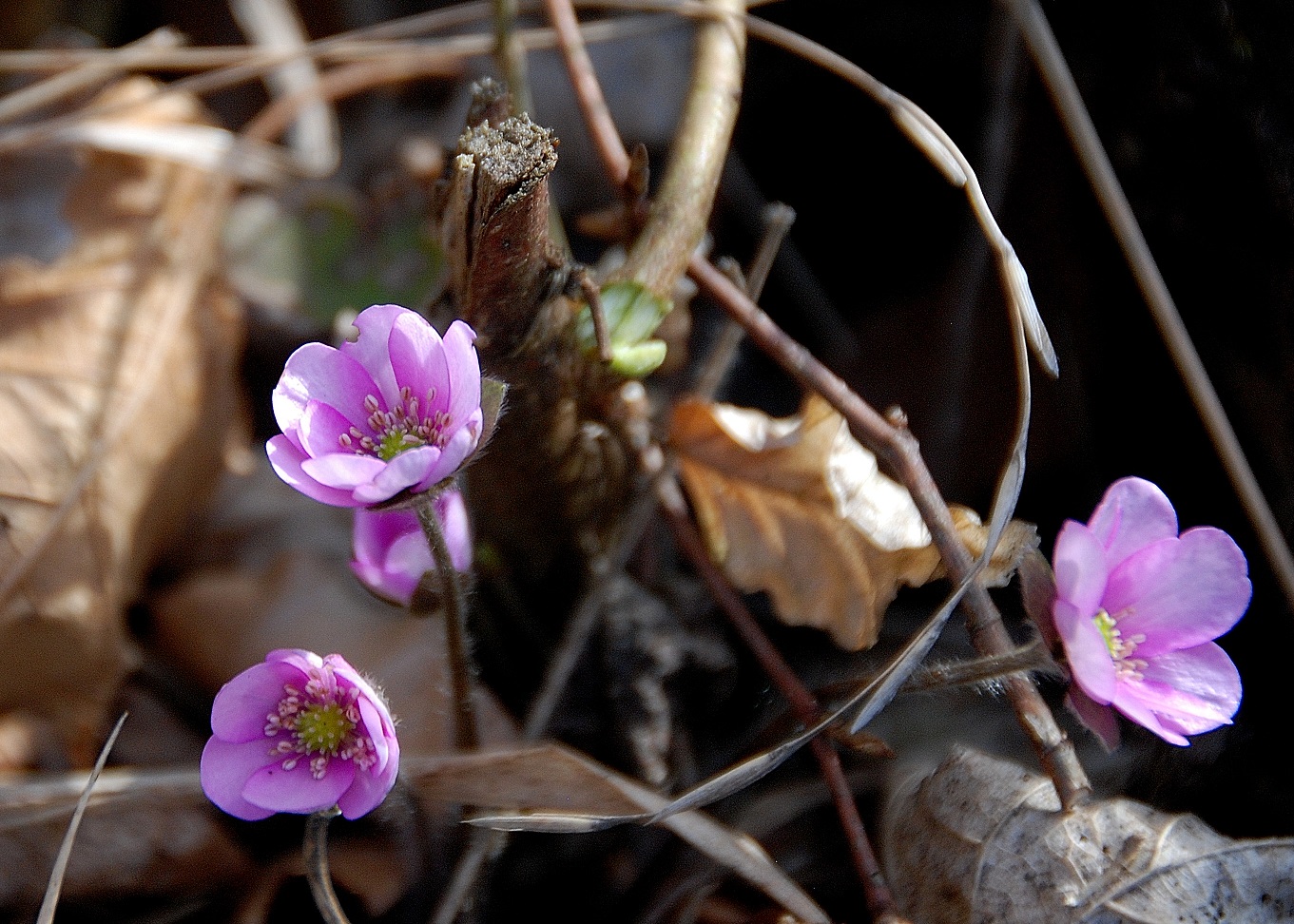 Kaltenleutgeben_02042016_(14) - Hepatica nobilis - Leberblümchen - Var. rosea - Abstieg Huberram Ri Stierwiese.JPG