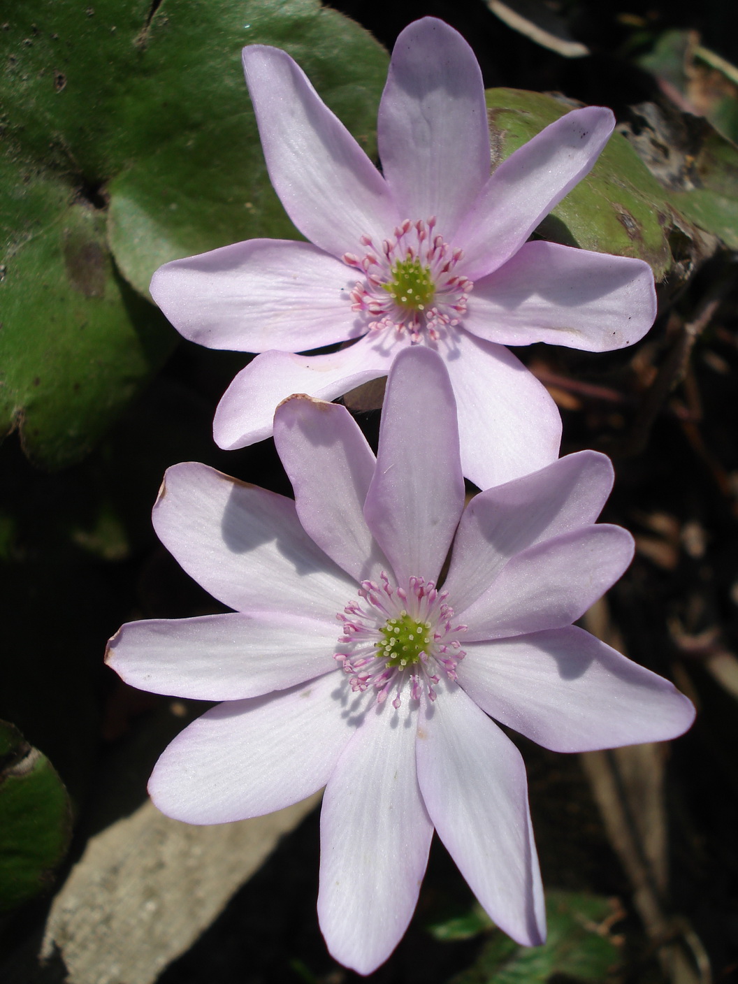 Hepatica.nobilis.fo.albarosea.N-Hohe Wand.jpg