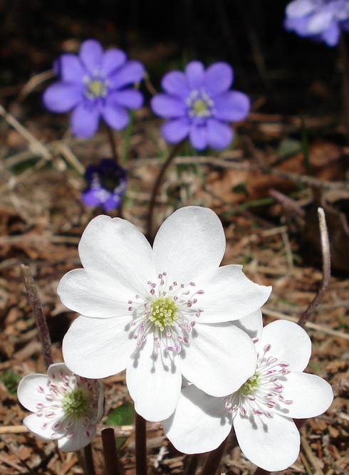 Hepatica.nobilis.fo.albiflora K-Hochstuhl. 31.3.12 .jpg