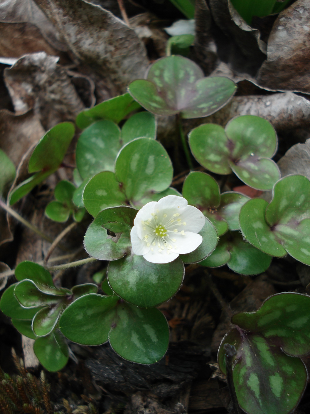 Hepatica.nobilis.fo.albiflora. Insubrien.jpg