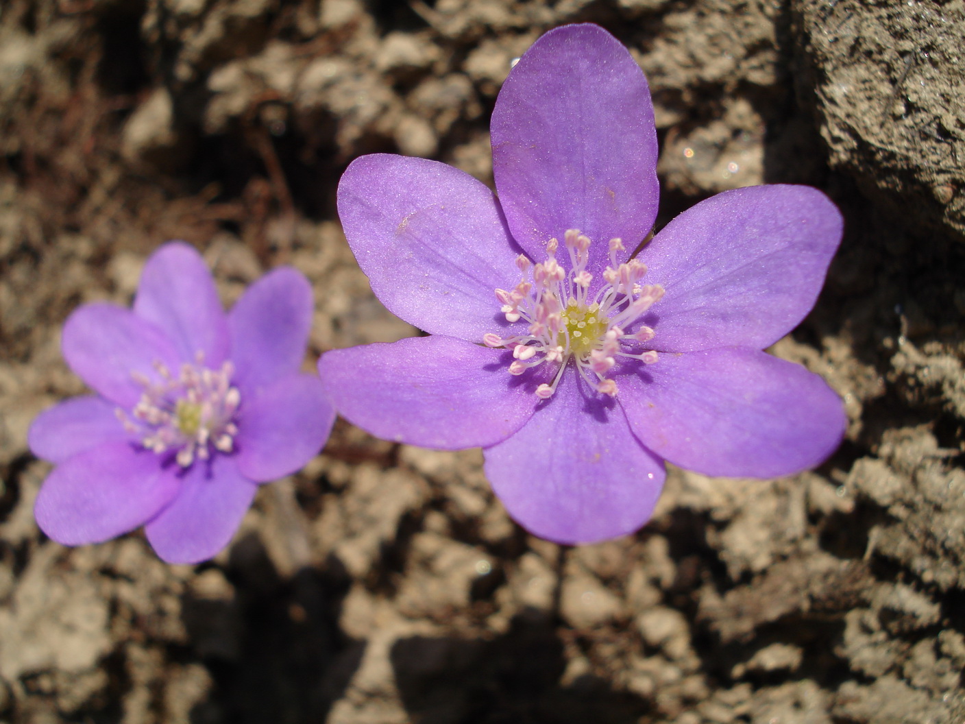 Hepatica.nobilis.fo.lilacina.Hohe Wand.jpg