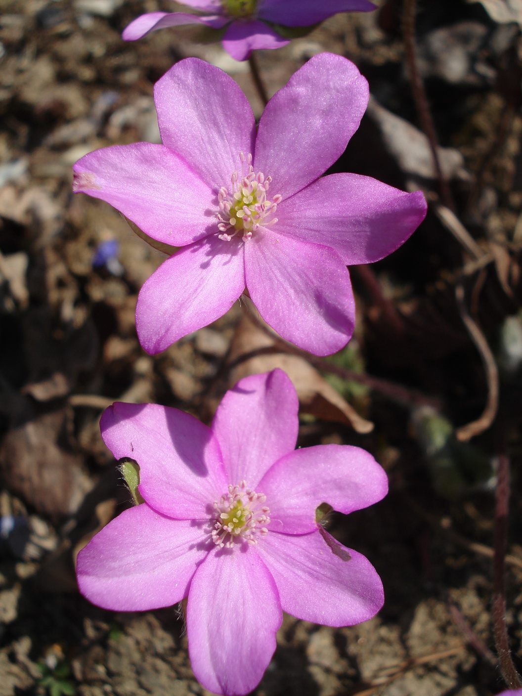 Hepatica.nobilis.fo.rosea.Hohe Wand.jpg