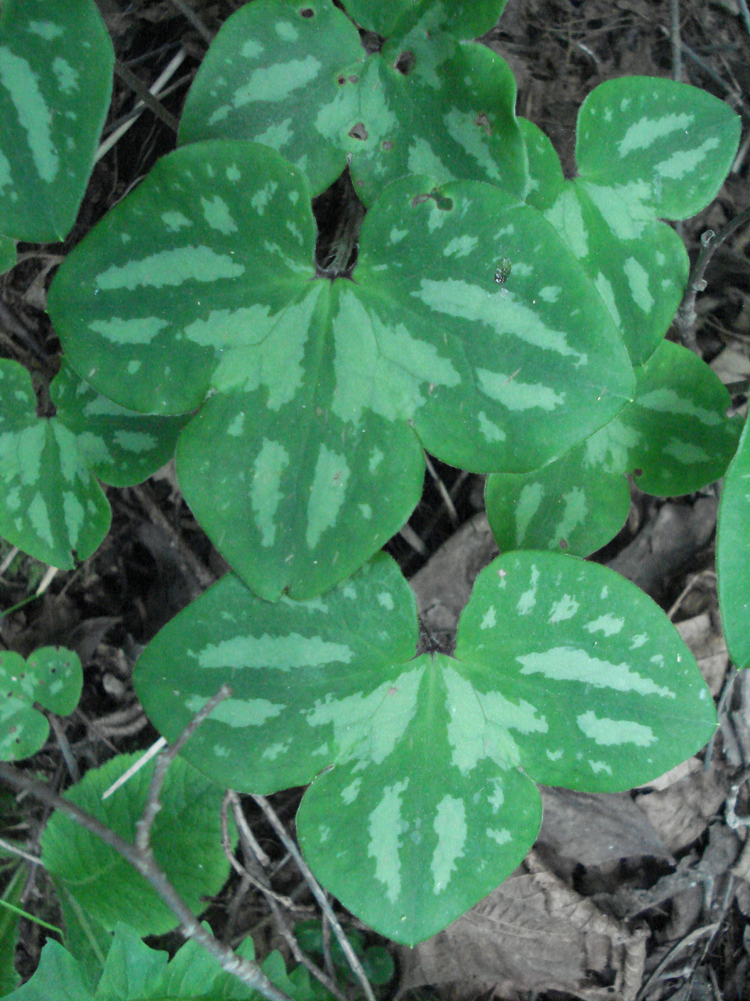 Hepatica.nobilis.K-Dellach.Drautal.JPG