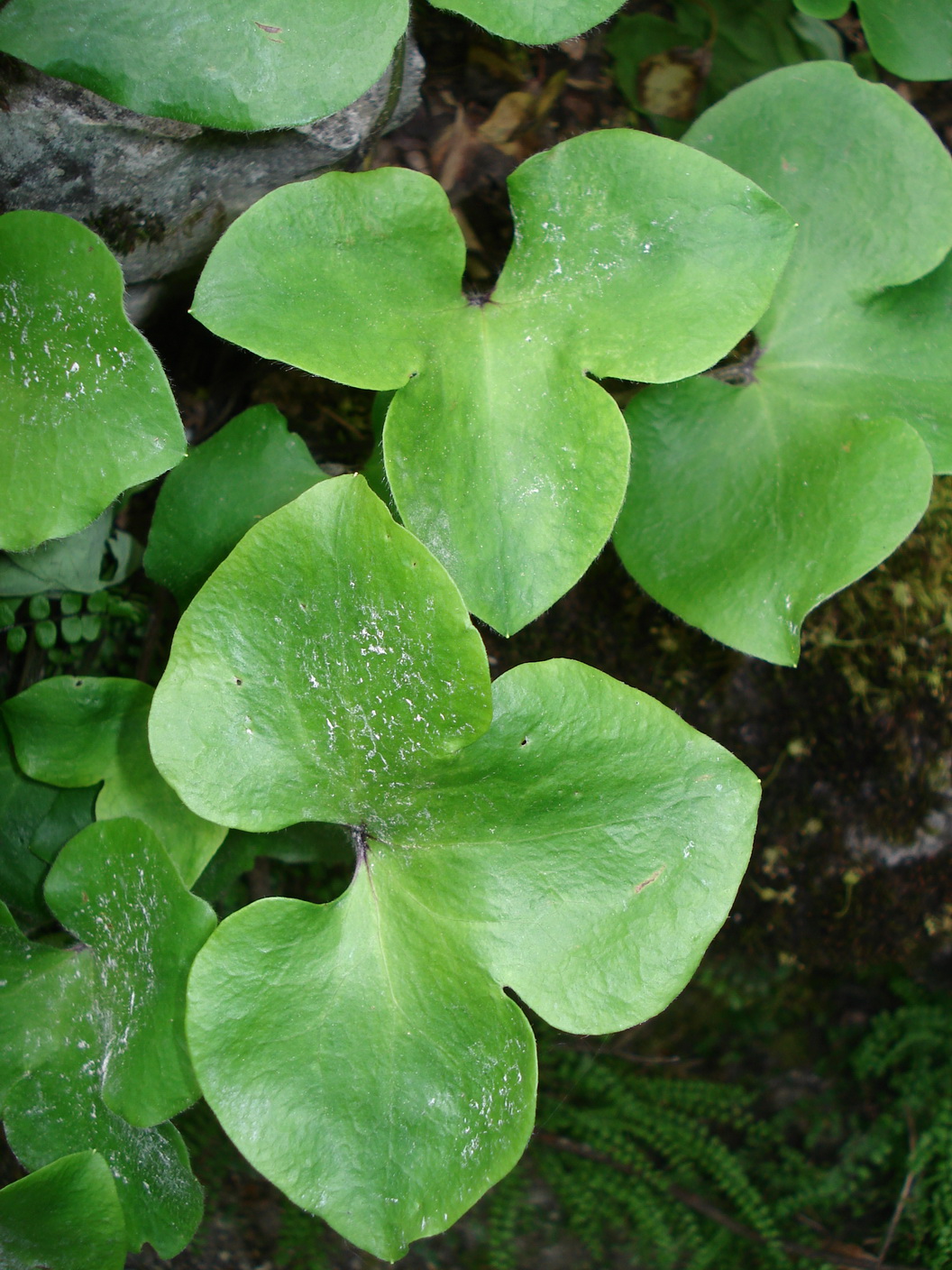 Hepatica.nobilis.St-Bad Aussee.JPG