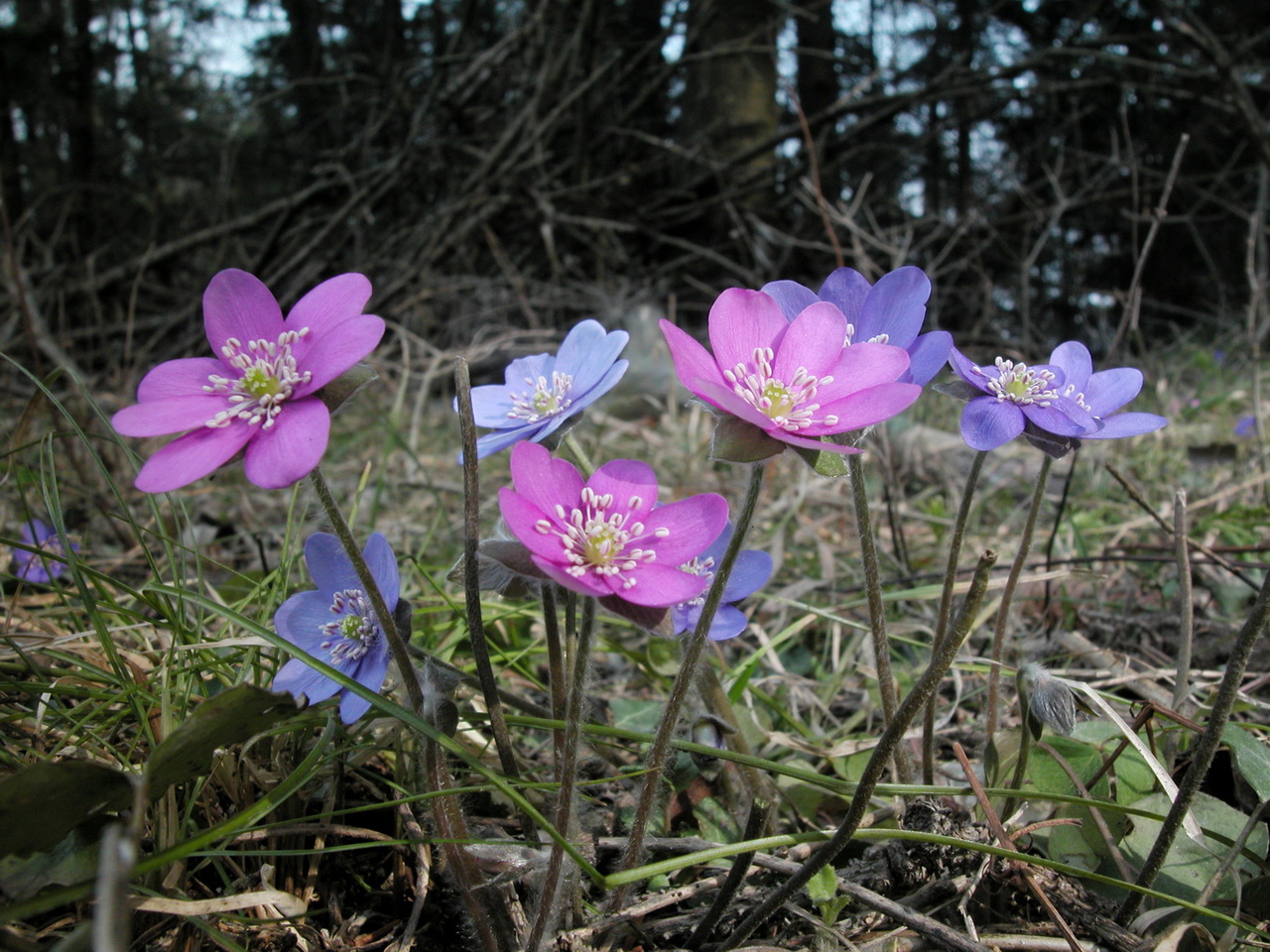 Hepatica.nobilis.fo.rosea.N-Hohe.Wand-Plateau. PH.JPG