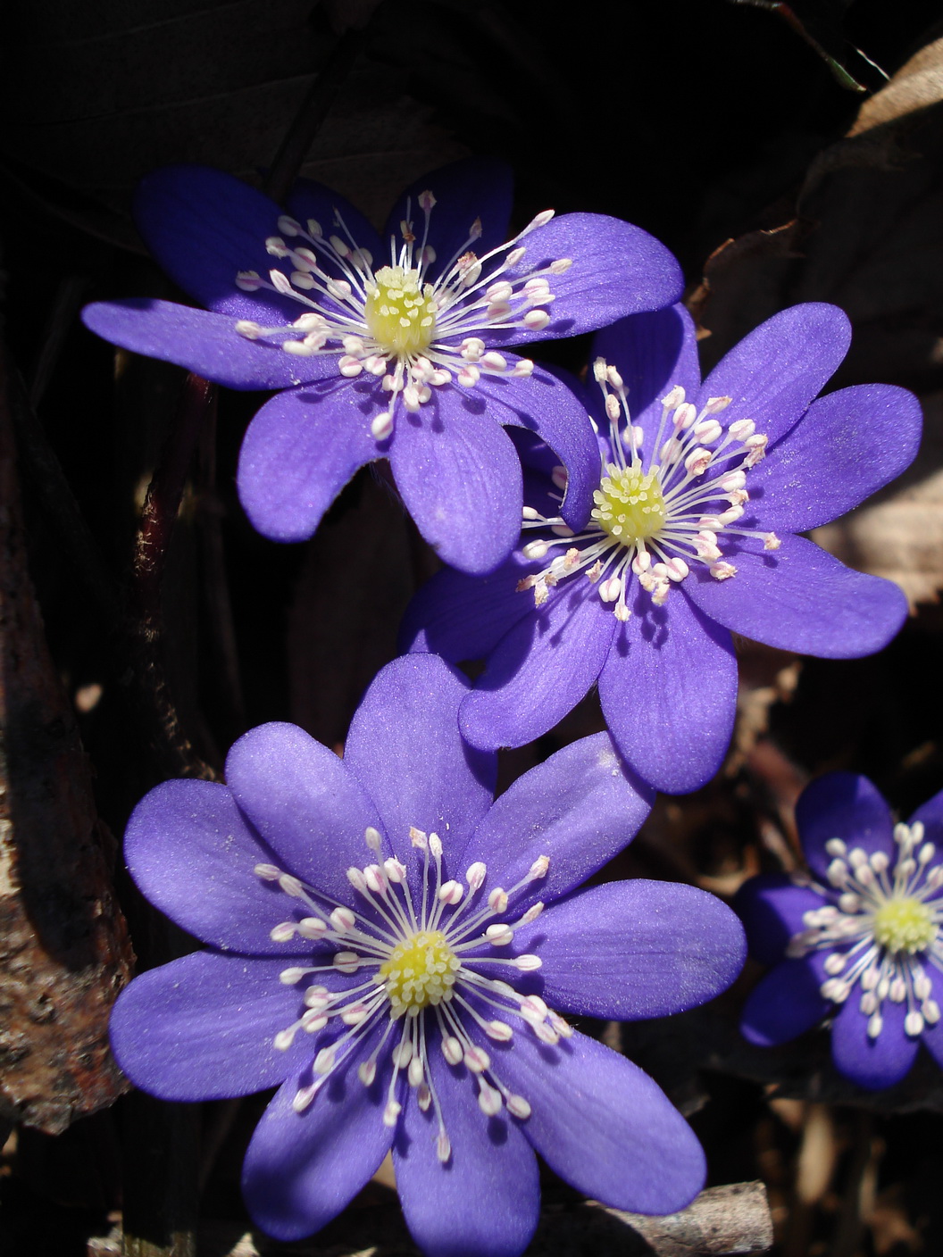 Hepatica.nobilis.Mayerling .17.März.12 .jpg