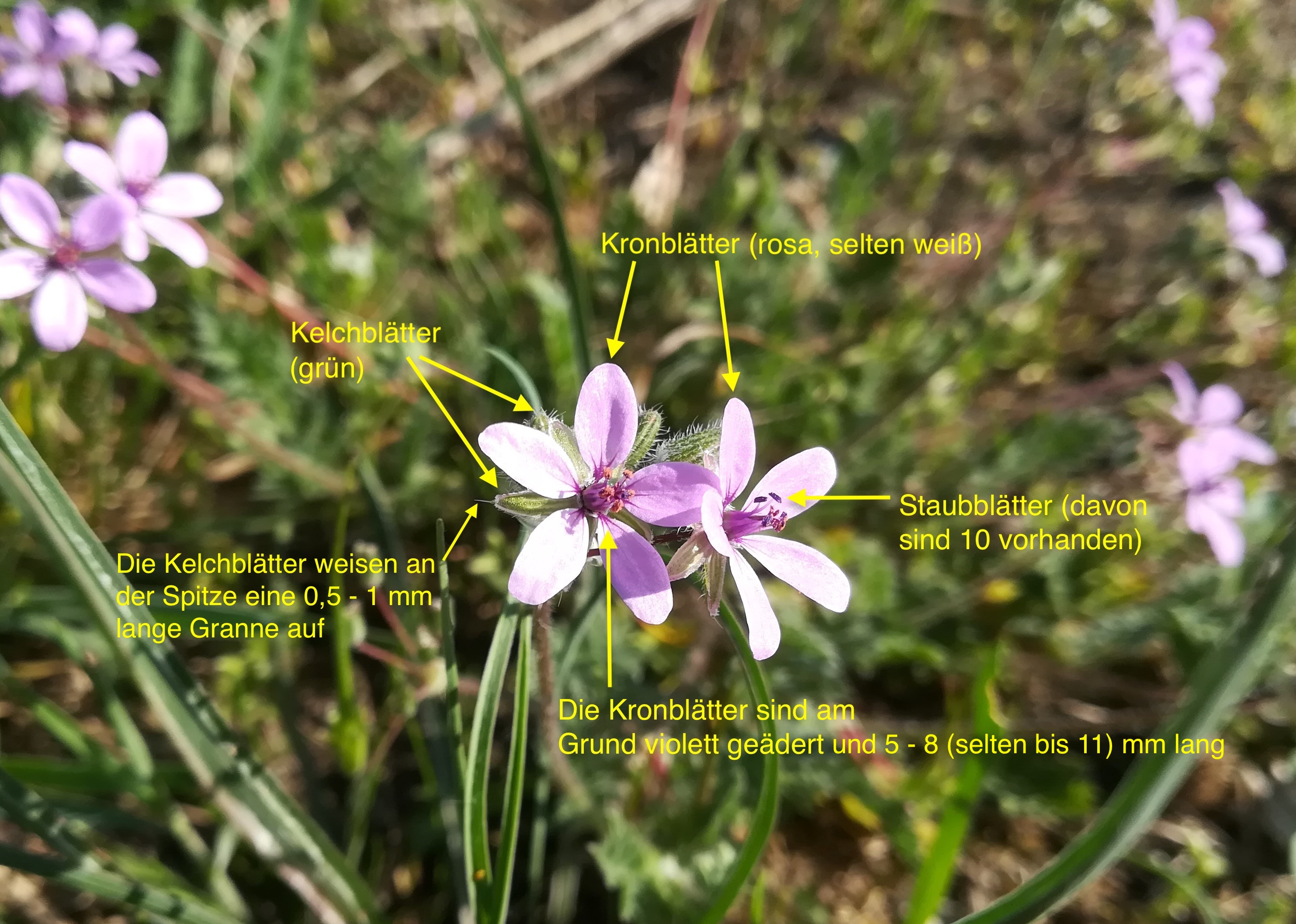 erodium cicutarium_20180420_091021.jpg