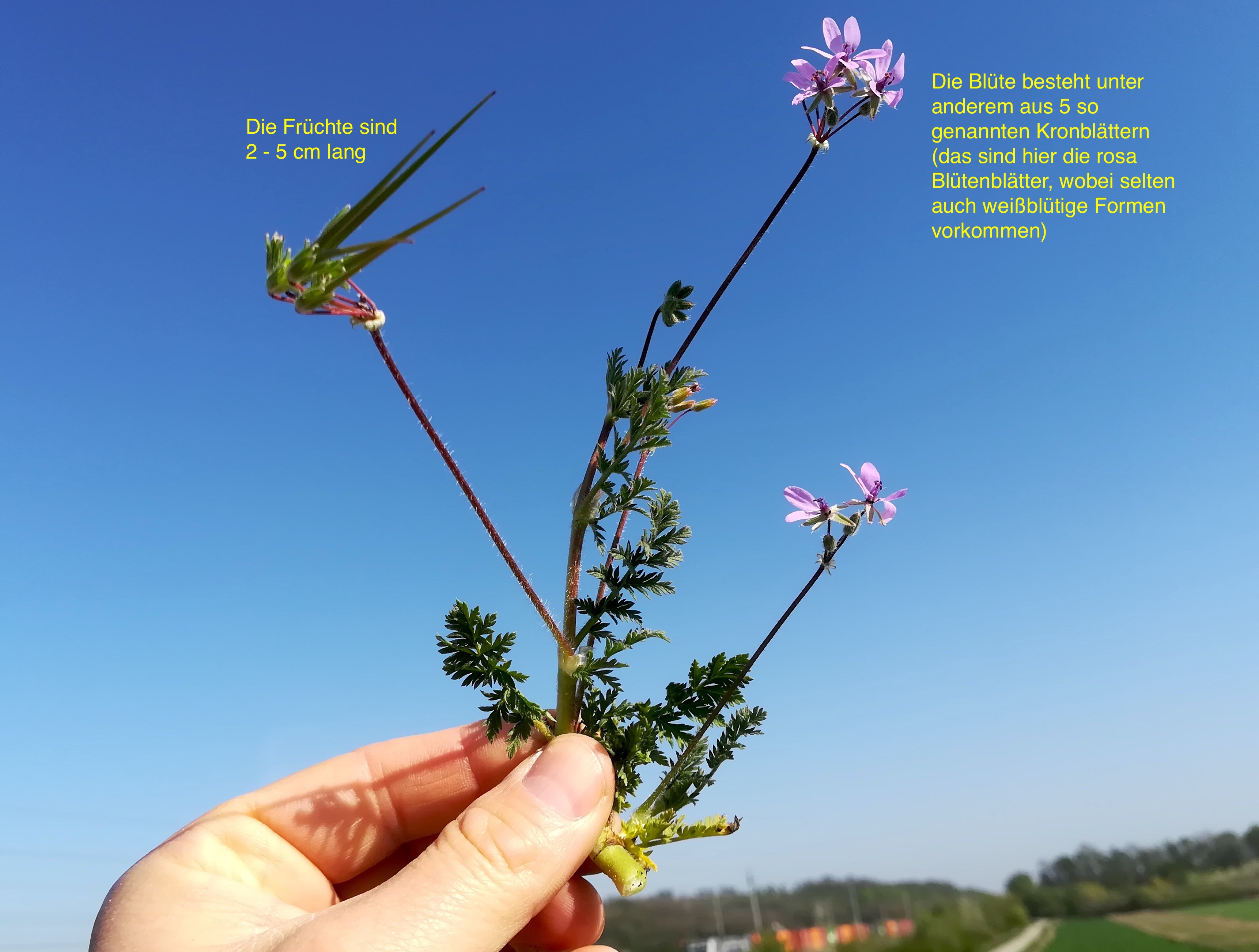 erodium cicutarium_20180420_091220.jpg