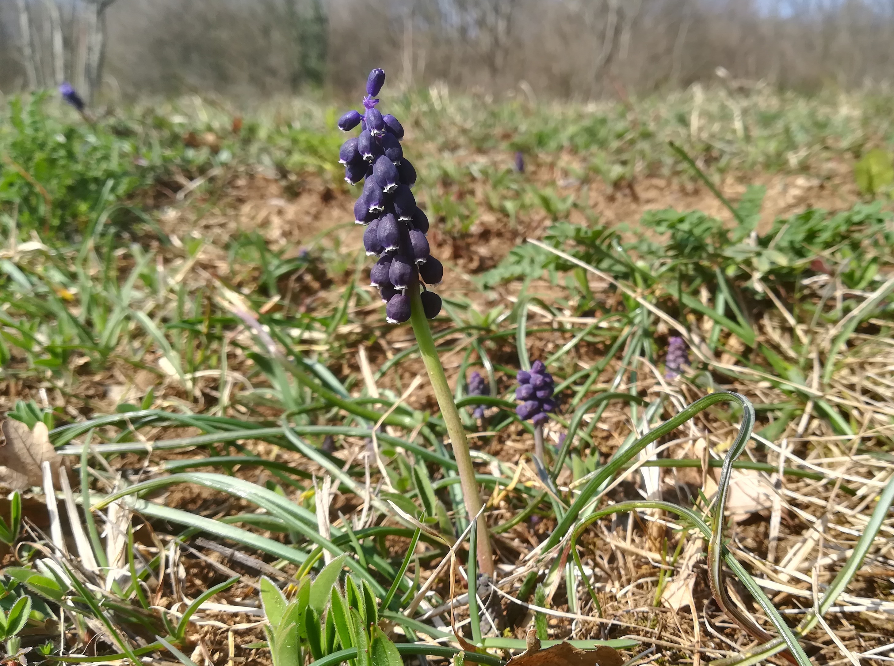 himmelswiese muscari neglectum_20190324_113124.jpg