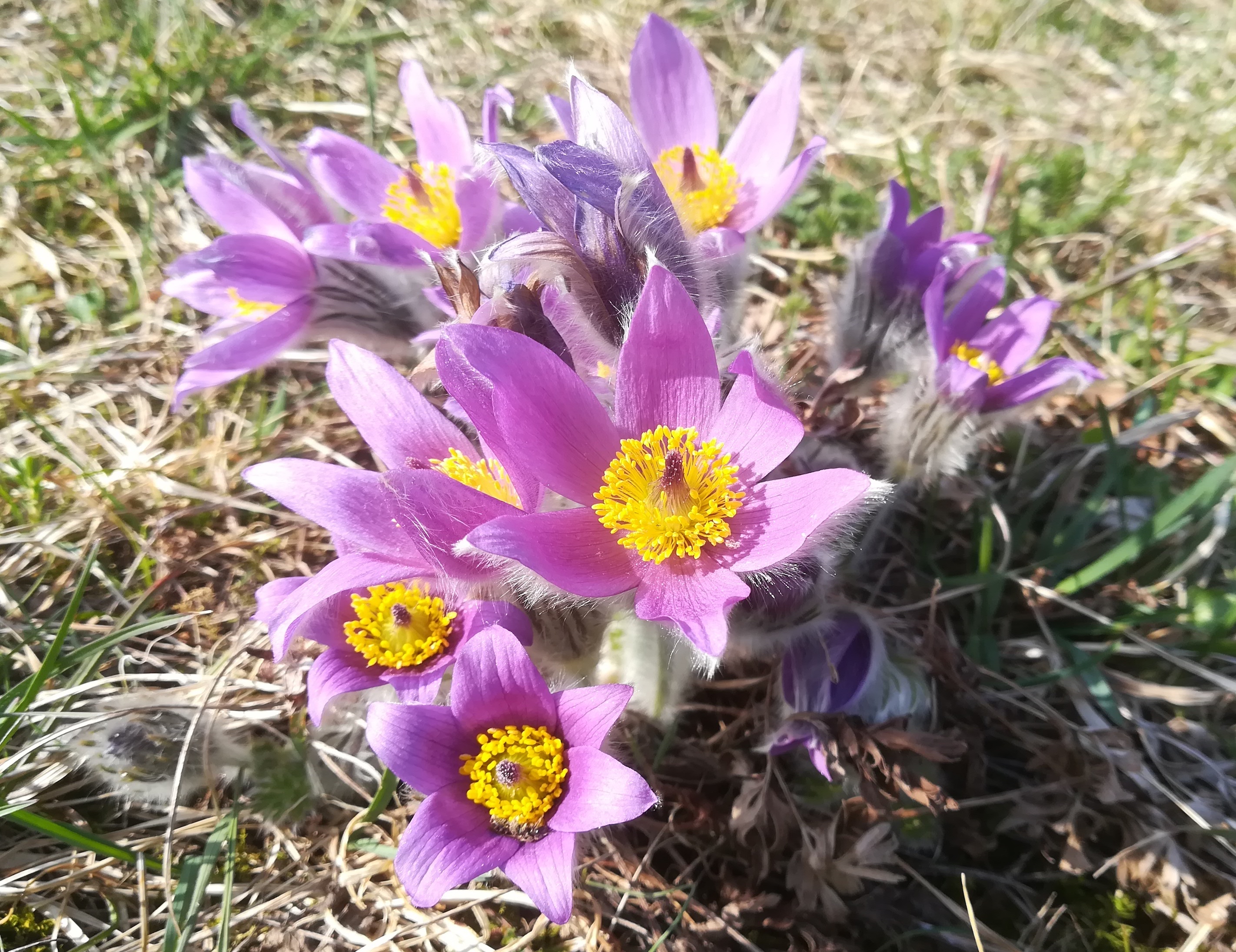 himmelswiese pulsatilla grandis_20190324_131746.jpg