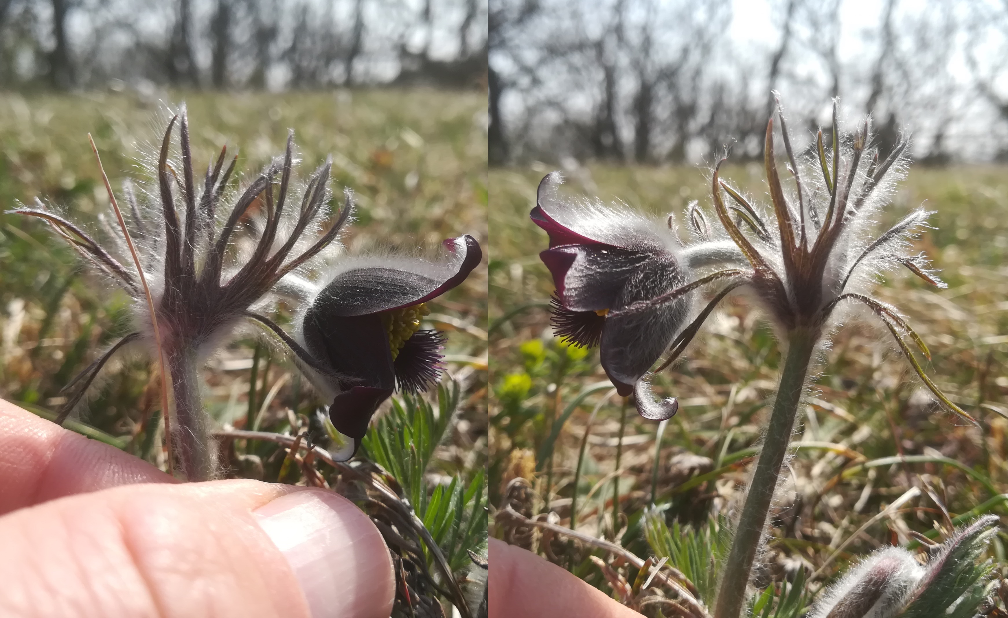 himmelswiese pulsatilla pratensis subsp. nigricans_20190324_122935.jpg