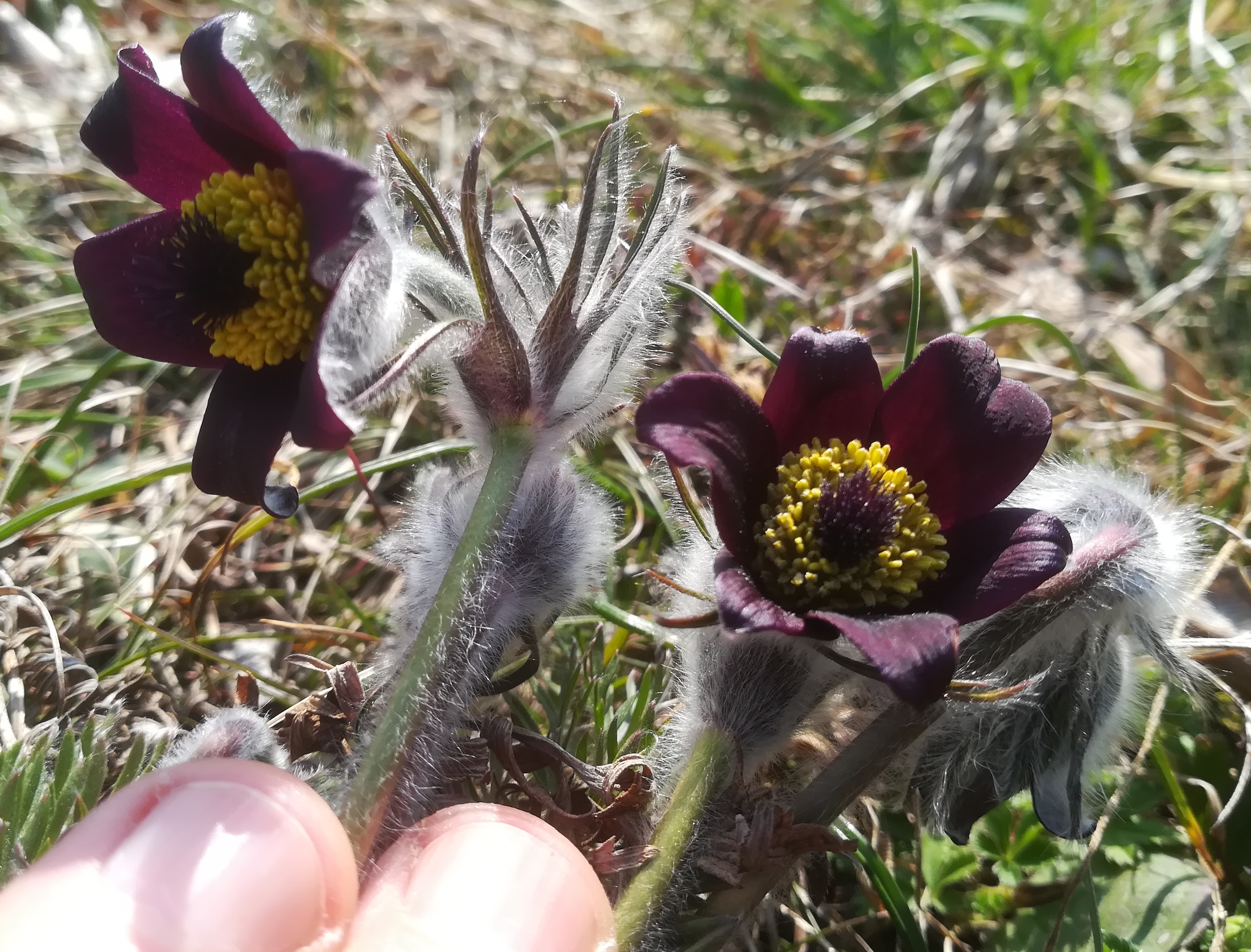 himmelswiese pulsatilla pratensis subsp. nigricans_20190324_122829.jpg