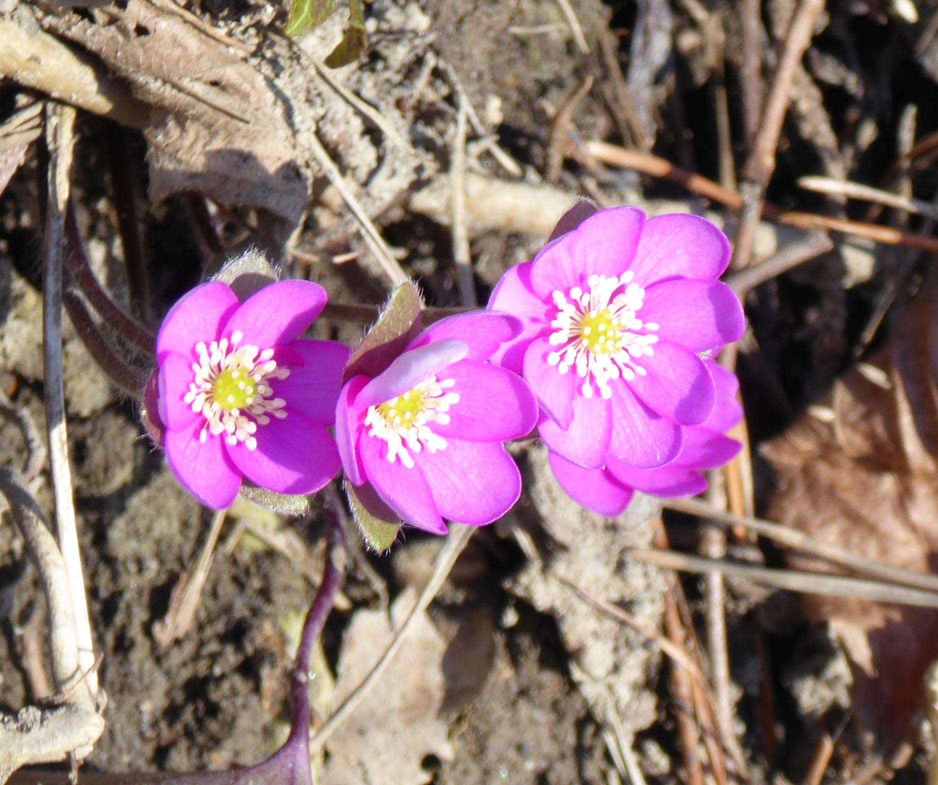 1P1000601 leberbl ümchen rosa schöön.jpg