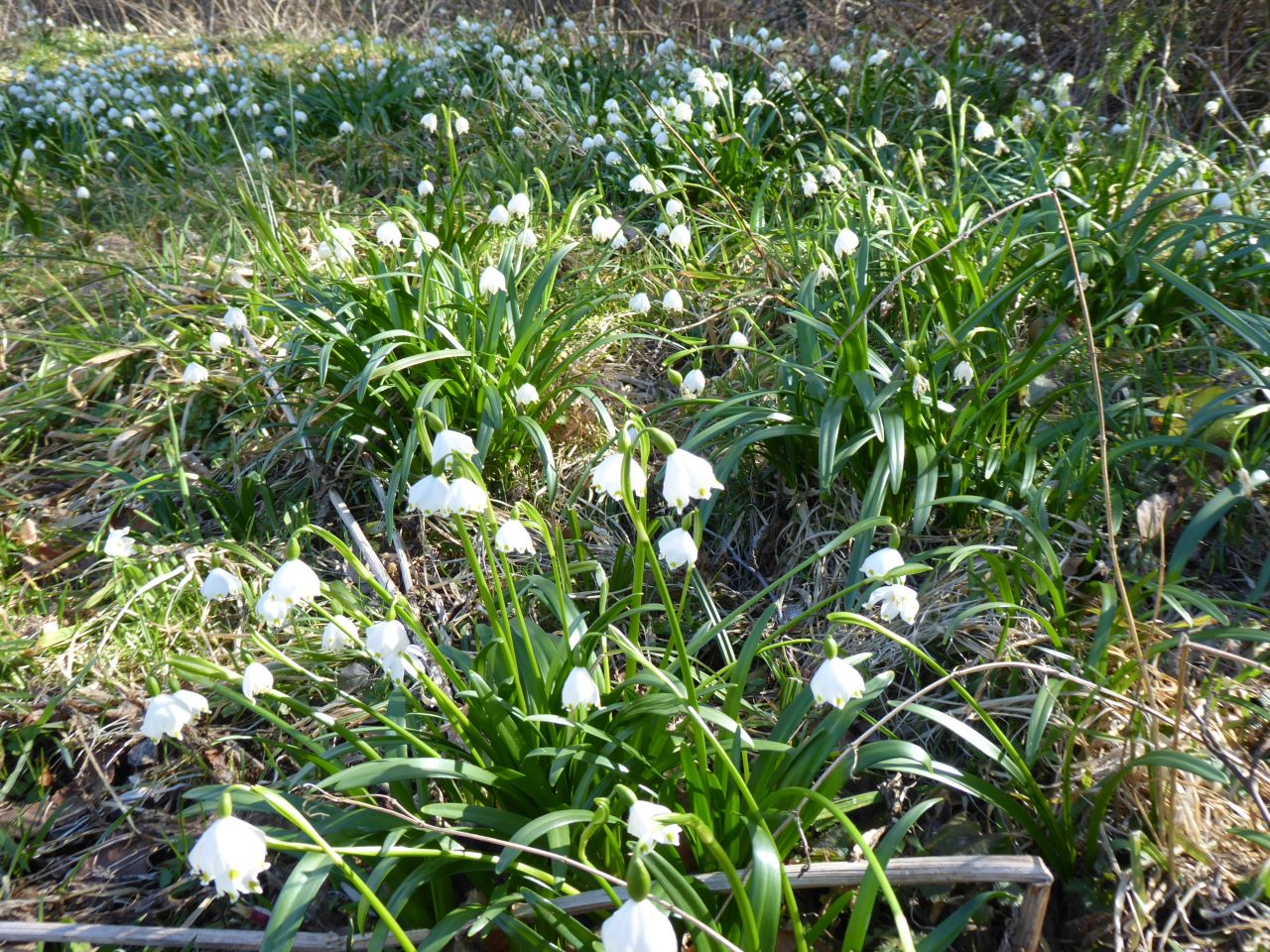 00P1000484 frühlingsknotenbl red.jpg