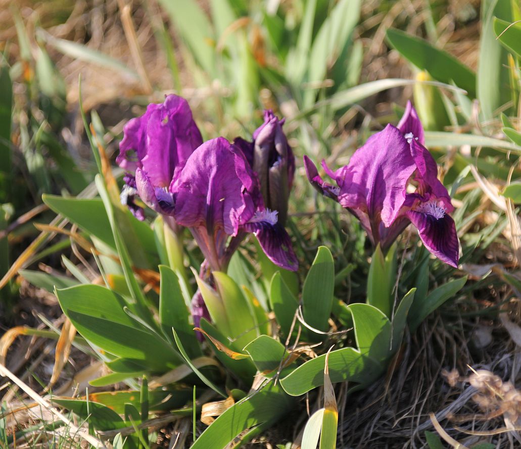 Iris pumila NSG Goldberg_20190322_12.jpg