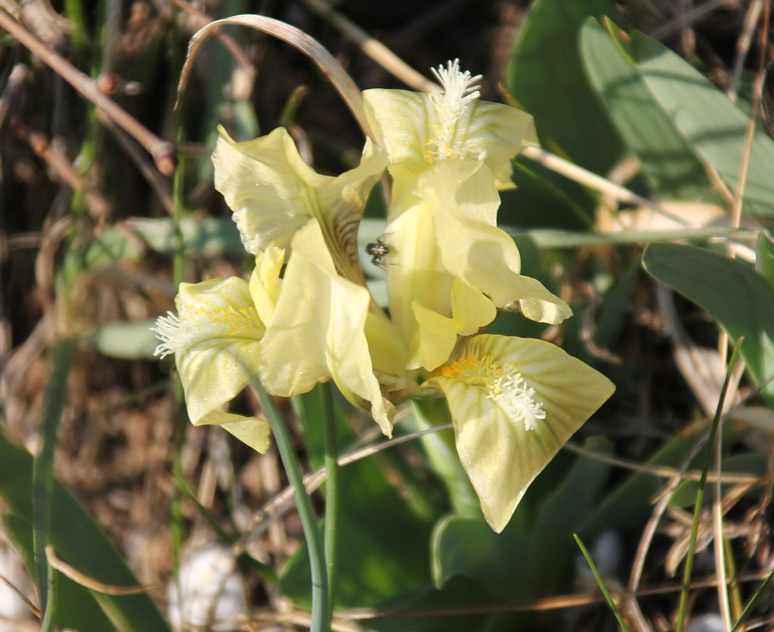 Iris pumila NSG Goldberg_20190322_13.jpg