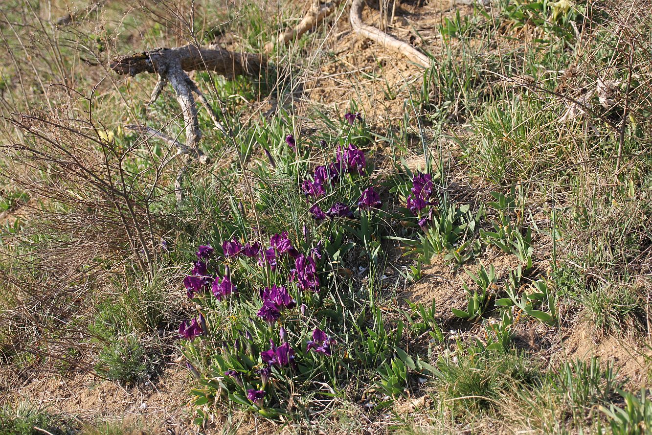 Iris pumila NSG Goldberg_20190322_15.jpg