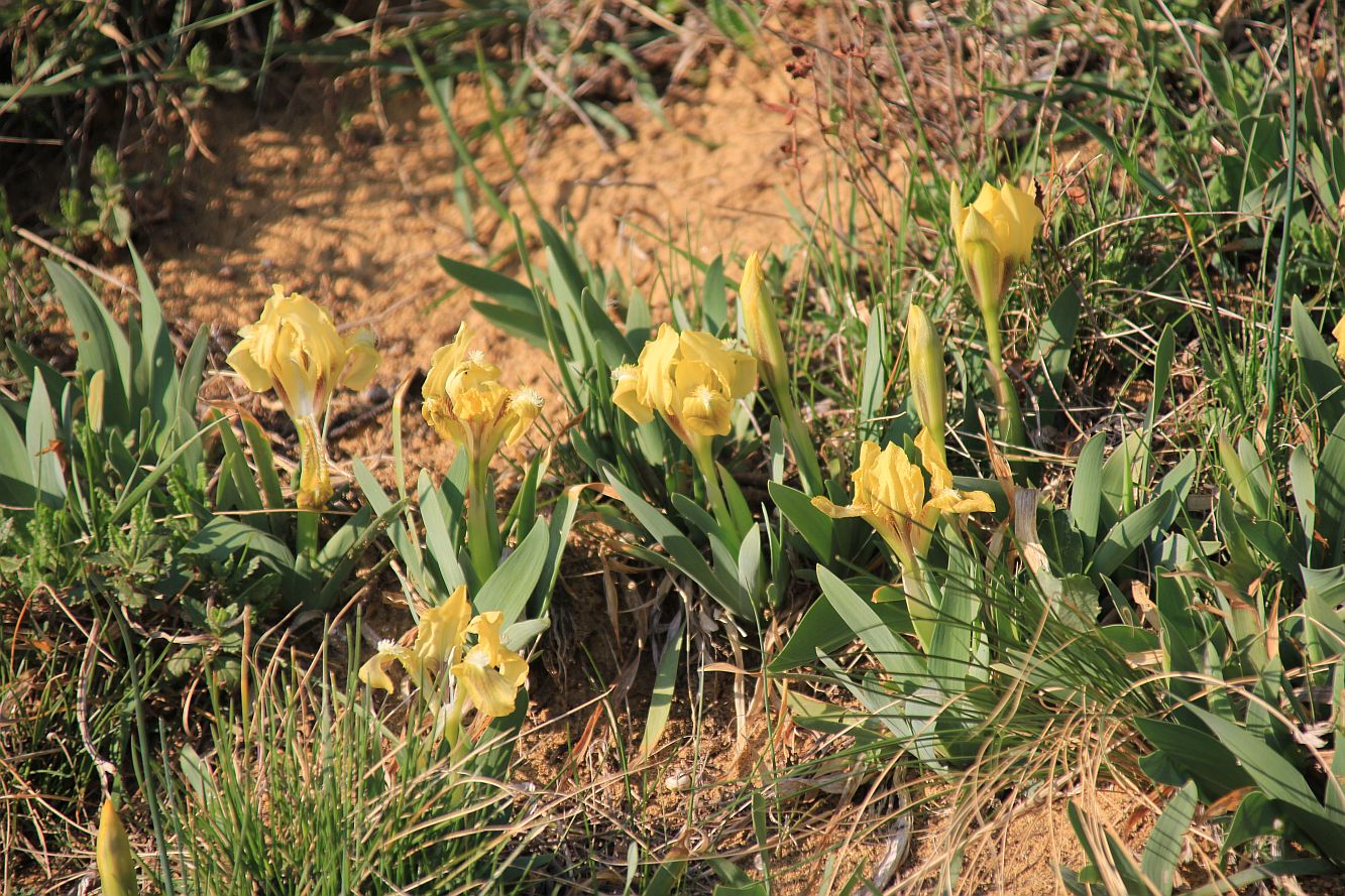 Iris pumila NSG Goldberg_20190322_18.jpg