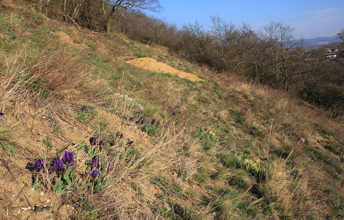 Iris pumila NSG Goldberg_20190322_19.jpg