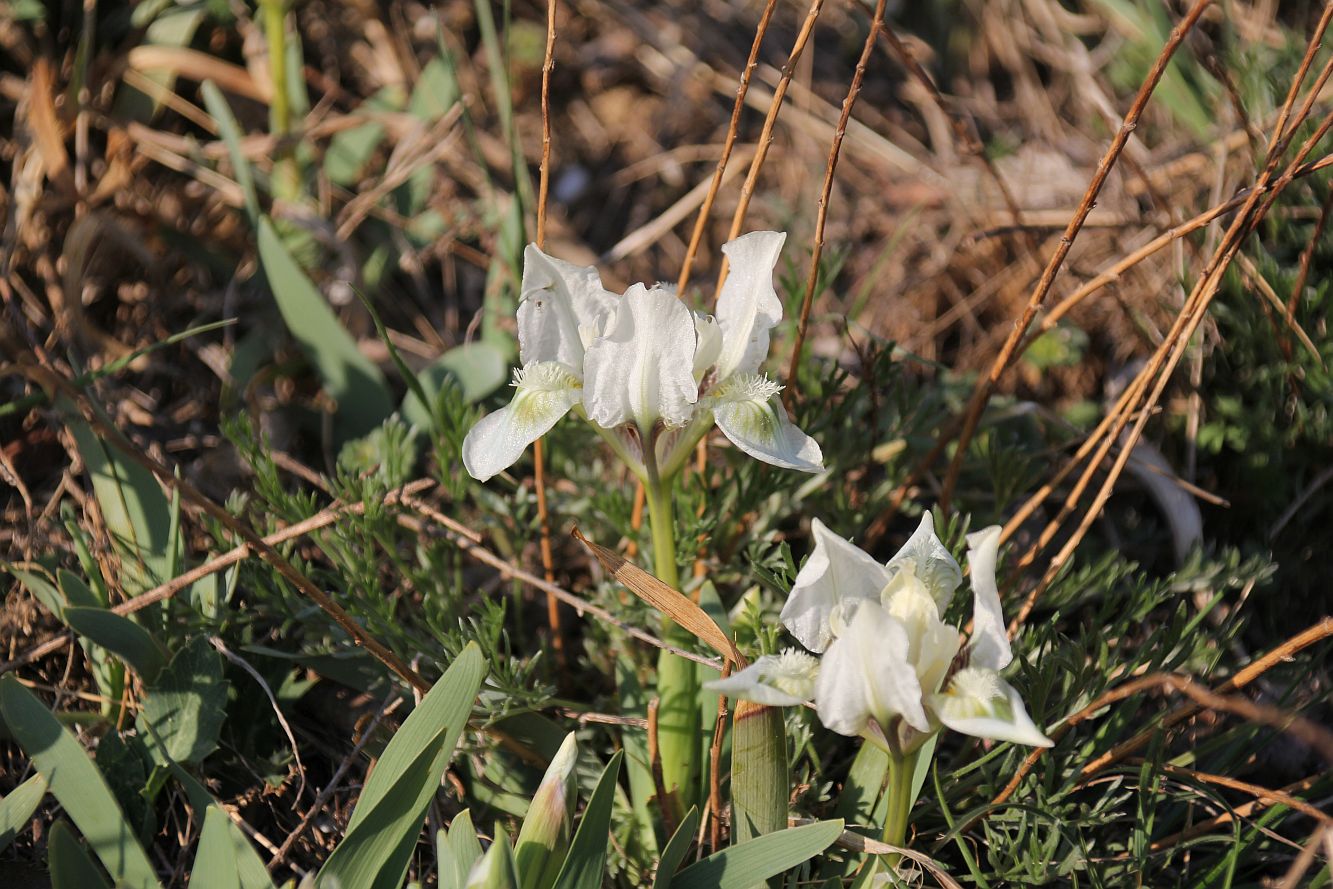 Iris pumila NSG Goldberg_20190322_23.jpg