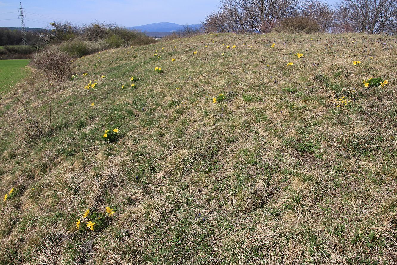 ND Kuhschellenwiese Enzesfeld_20190329_06.jpg