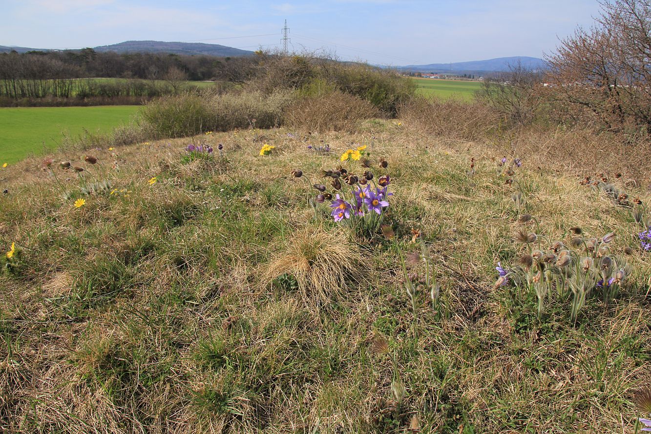 ND Kuhschellenwiese Enzesfeld_20190329_18.jpg