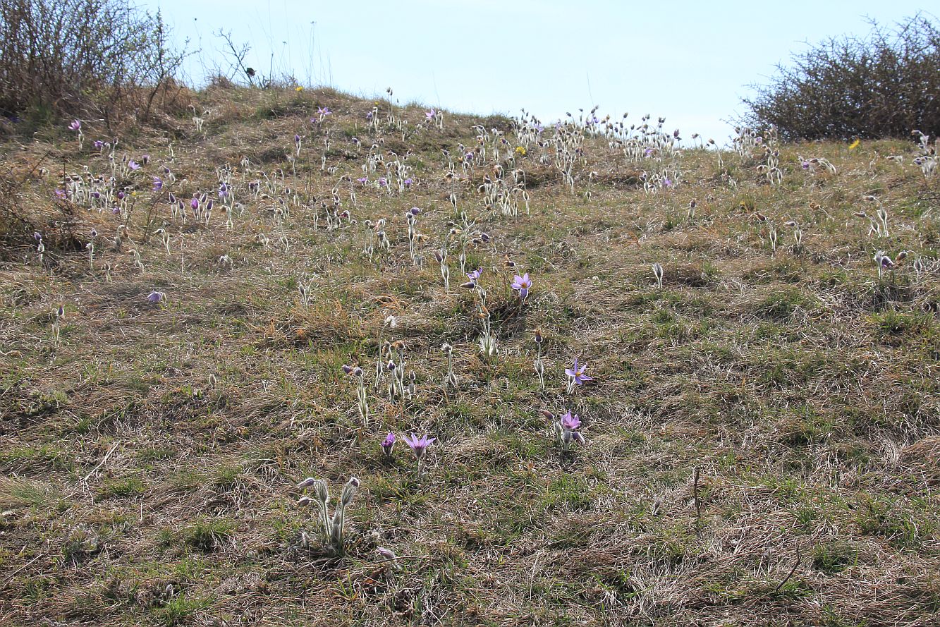 ND Kuhschellenwiese Enzesfeld_20190329_22.jpg