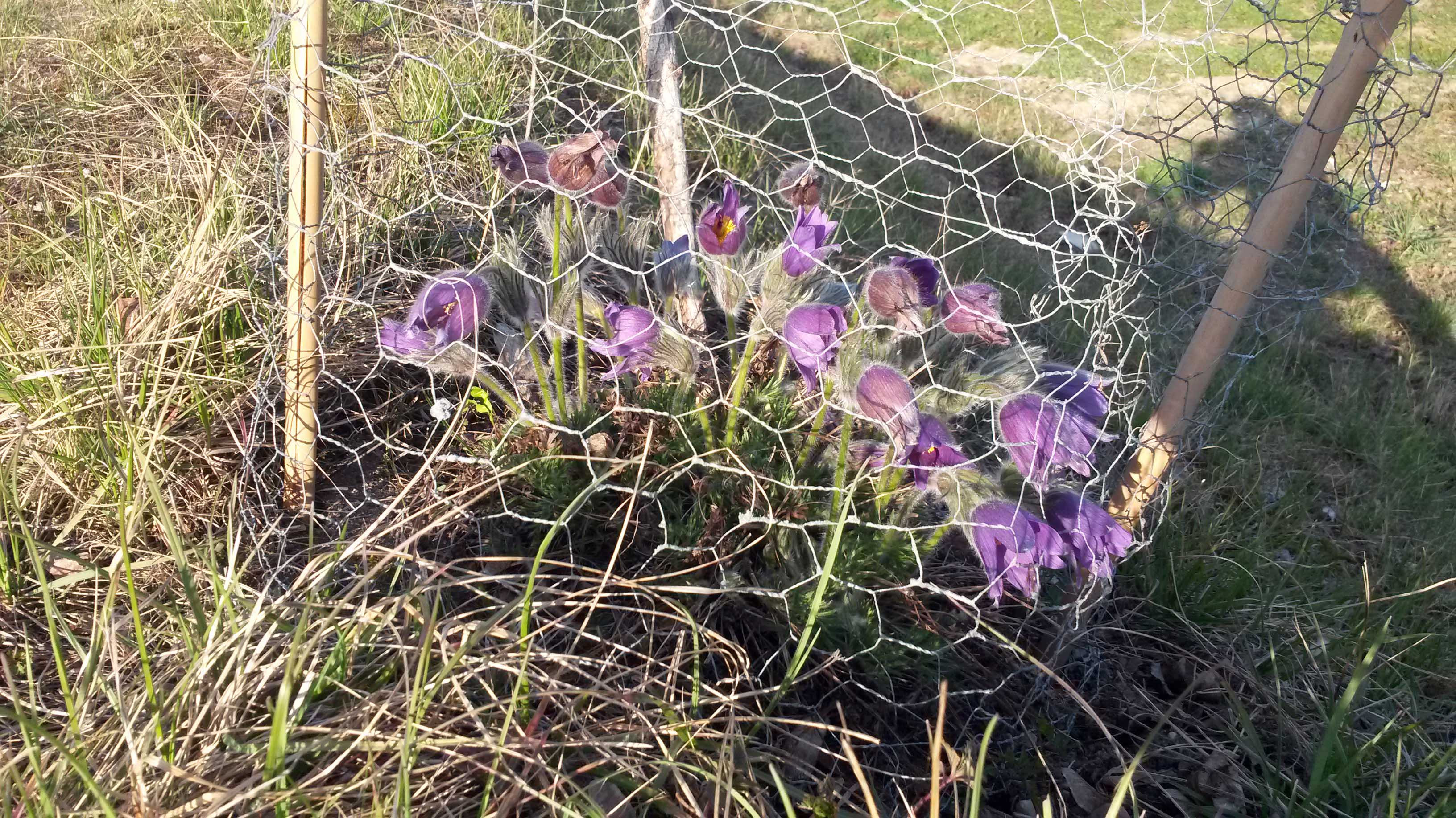 2019-03-29 16.41.56 Pulsatilla vulgaris.jpg