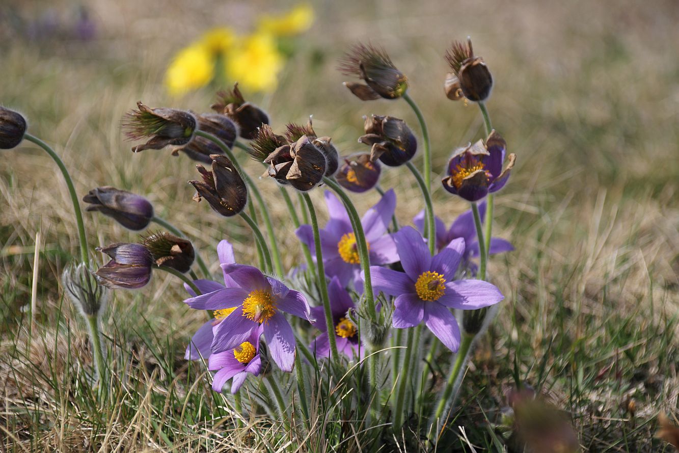 Pulsatilla grandis ND Kuhschellenwiese Enzesfeld_20190329_03.jpg