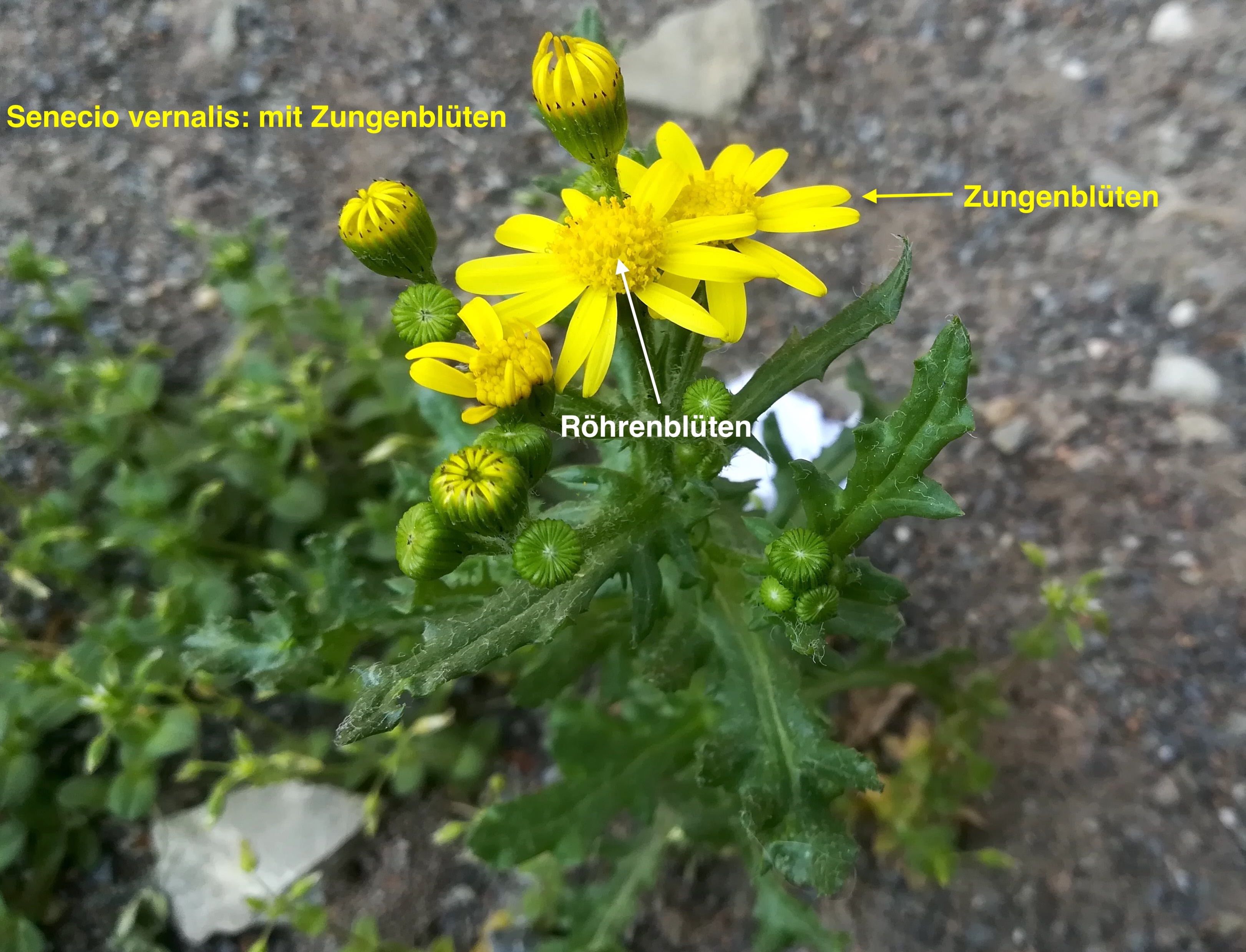 senecio vernalis_20180422_111714.jpg