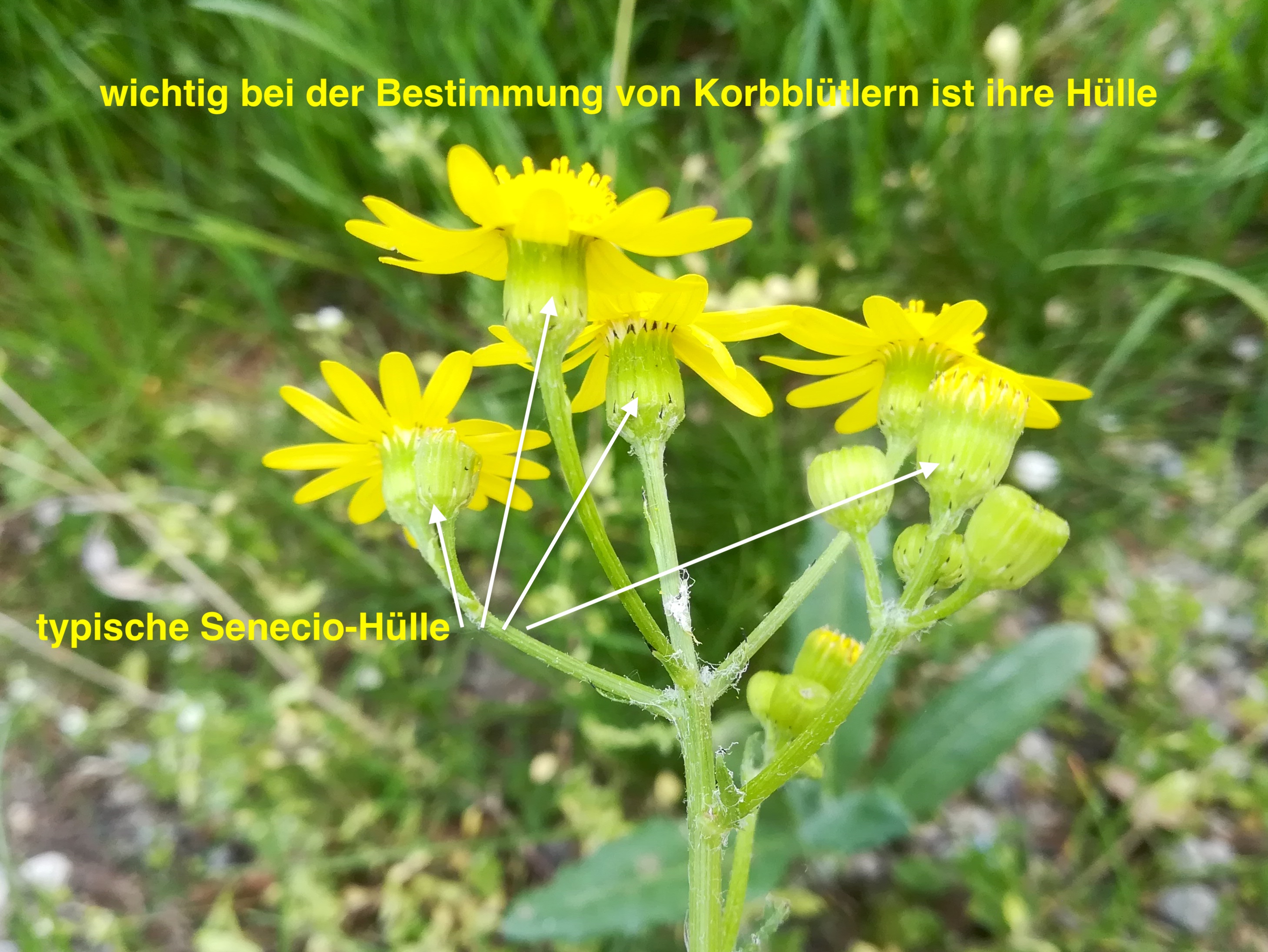 senecio vernalis_20180422_151138.jpg