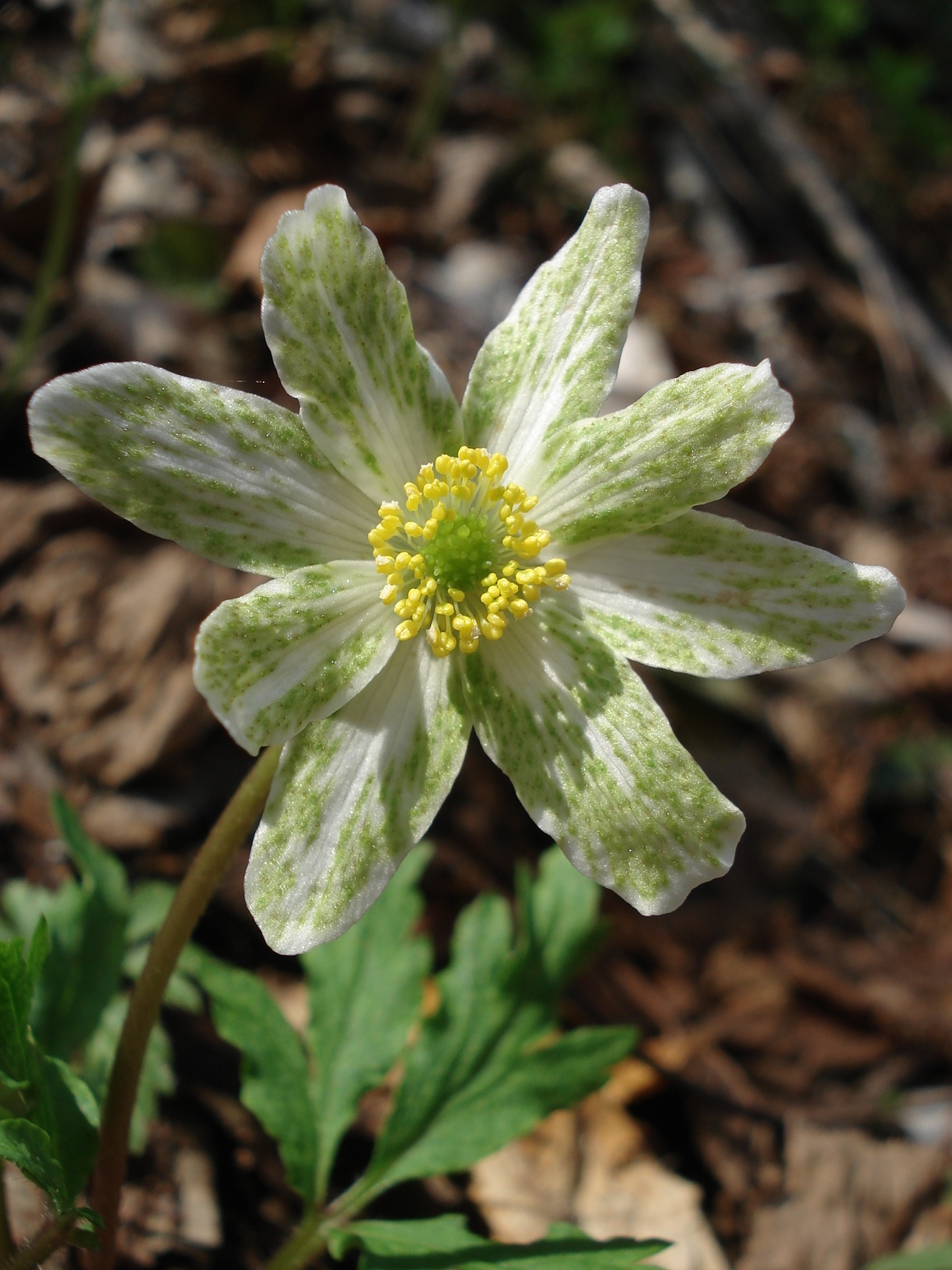 Anemone.nemorosa.fo.virescens.Sulmklamm.Wernersdorf.VII.jpg