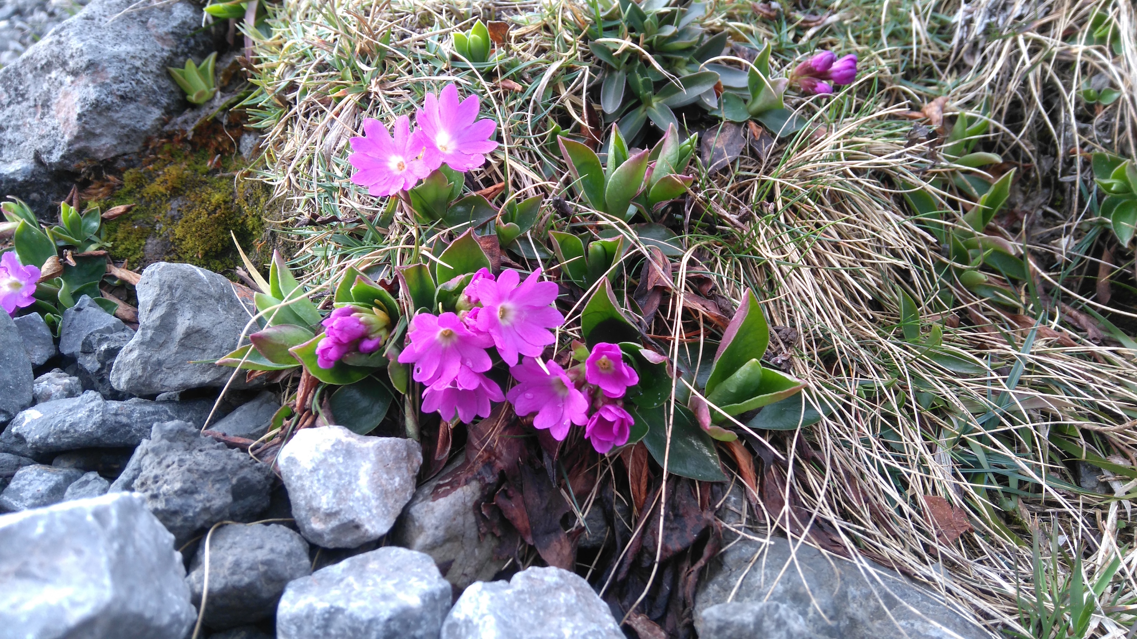 primula clusiana_schneeberg_8321.JPG