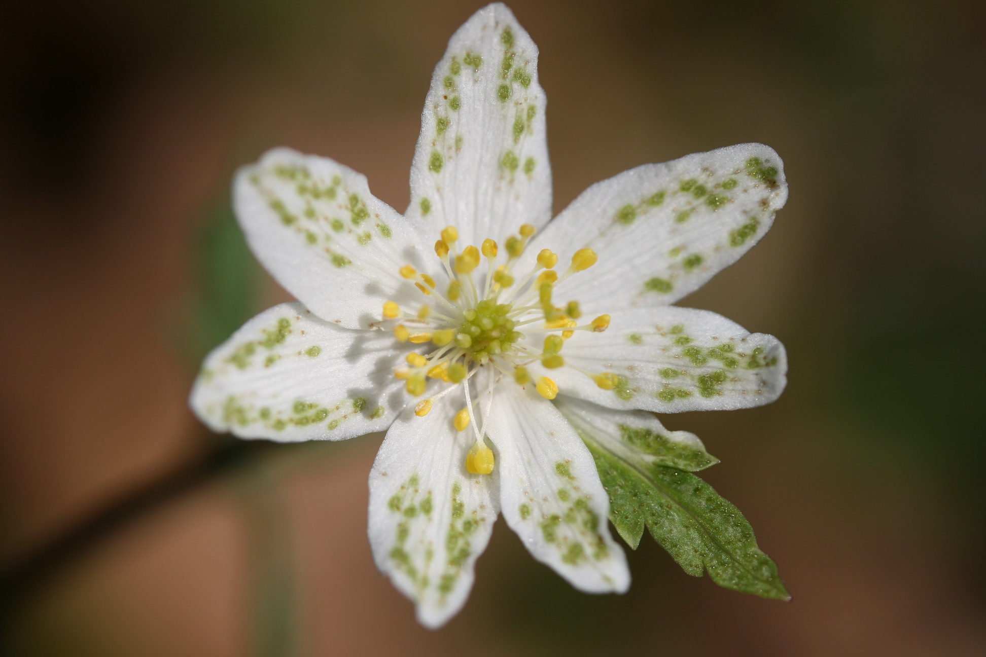 Anemone.nemorosa.fo.virescens.Sulmklamm.Wernersdorf.jpg