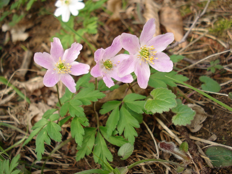 Anemone.nemorosa.fo.rosea.St-Eibiswald.jpg