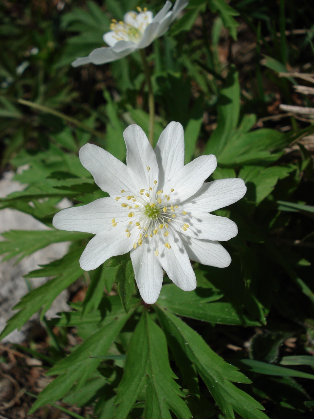 Anemone.nemorosa.fo.polypetala.K-Sattnitz.JPG