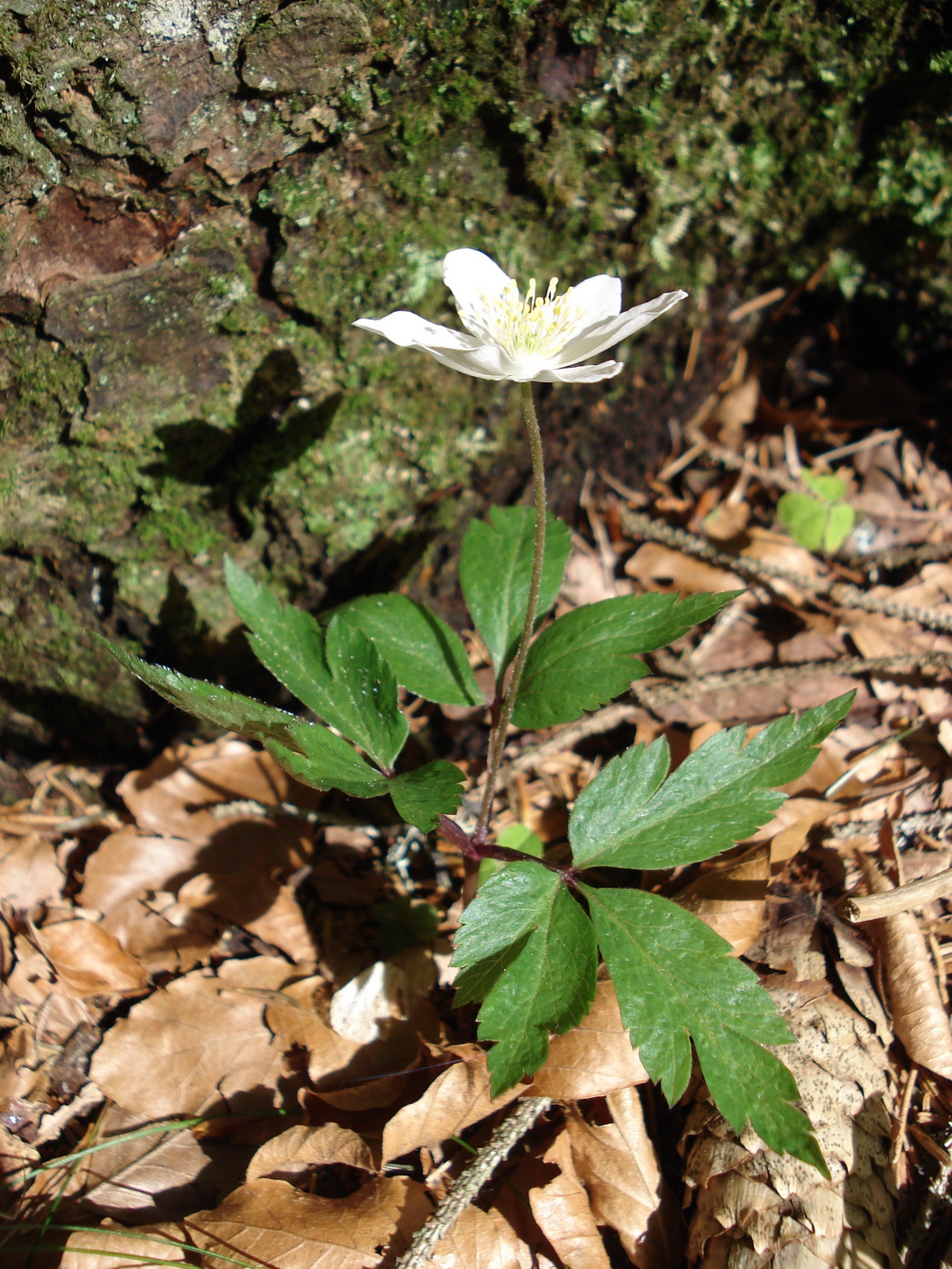 Anemone.nemorosa x trifolia.Slo-Jul.A.-Mardulje-Tal.JPG