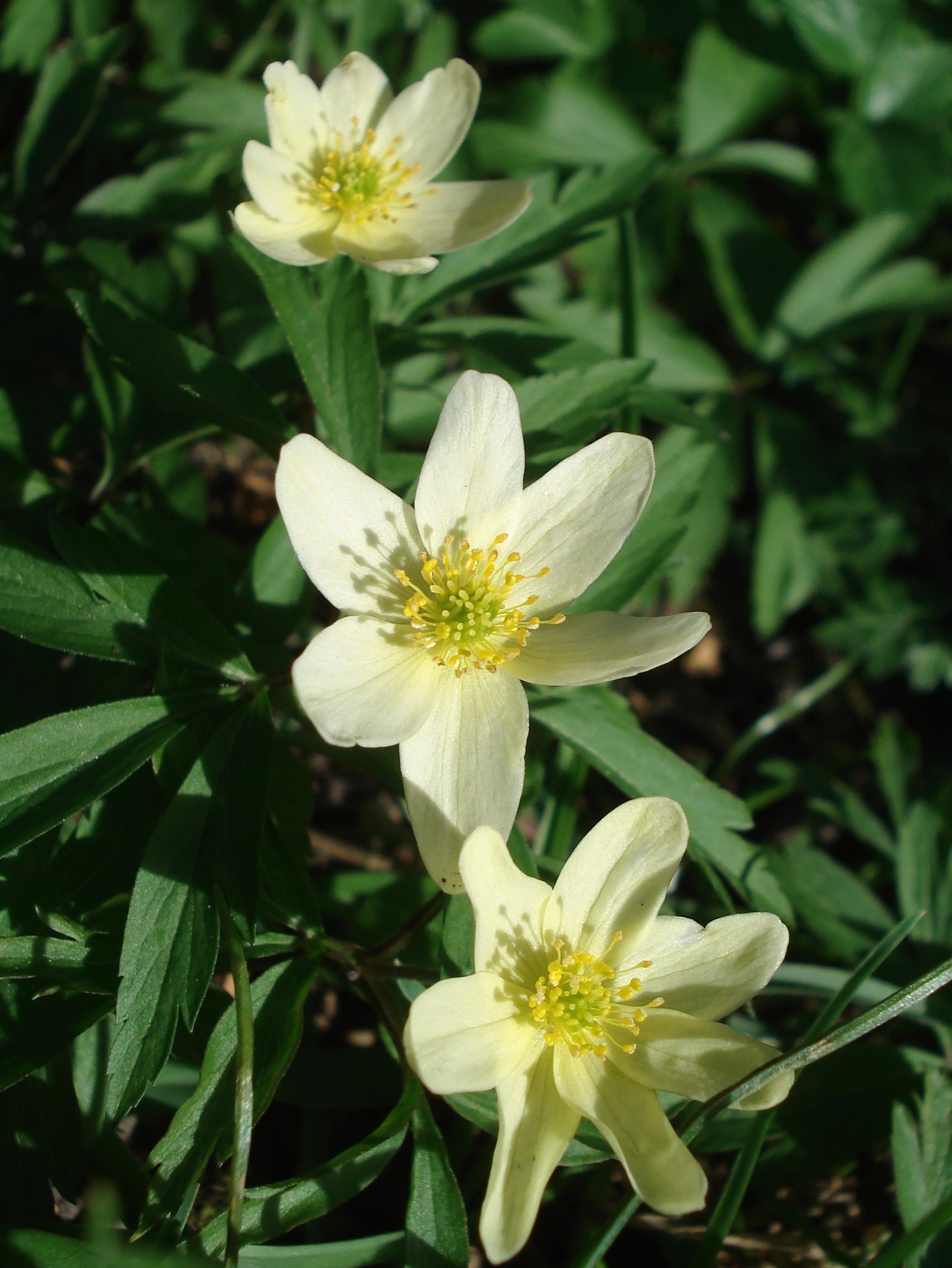Anemone.nemorosa x ranunculoides.A.x lipsiensis.x Leipzig-W..JPG