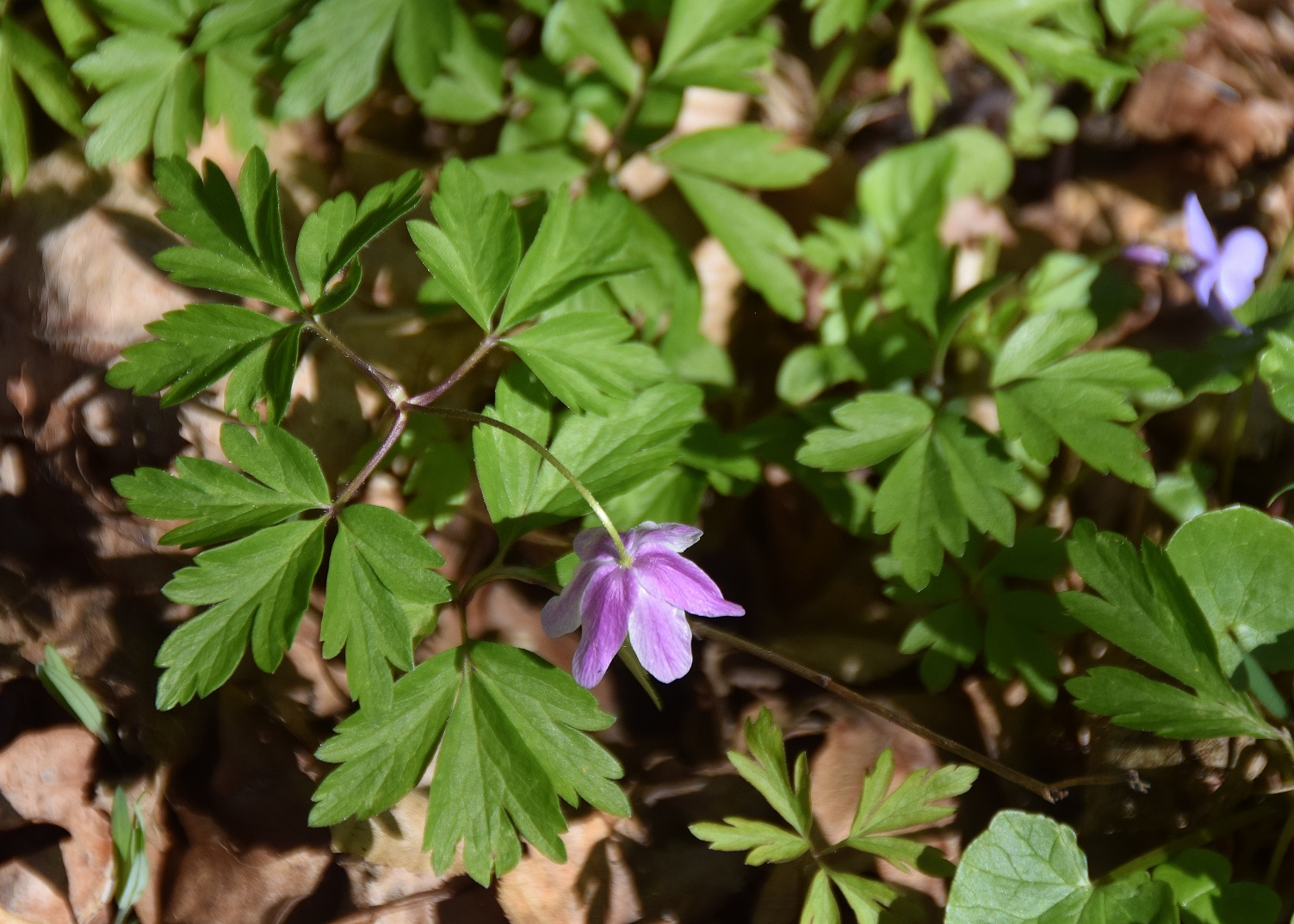 Heiligenbrunn-30032019-(44) - Hagensdorf - Anemone nemorosa - Busch-Windröschen - rosa hängend.JPG