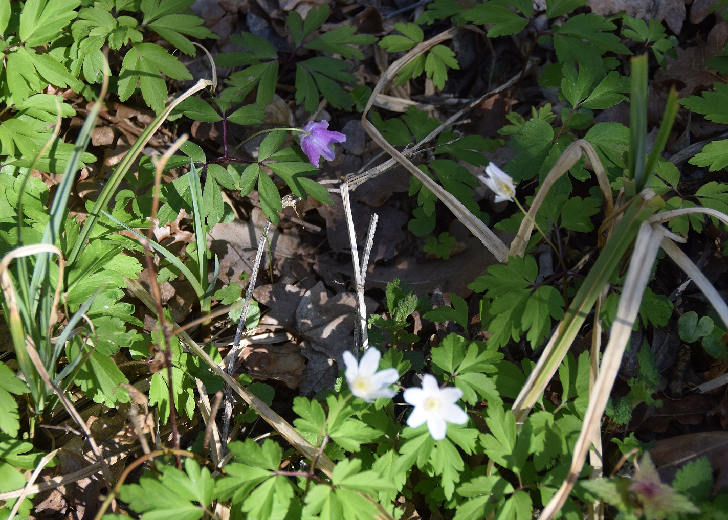 Heiligenbrunn-30032019-(66) - Hagensdorf - Anemone nemorosa - Busch-Windröschen.JPG