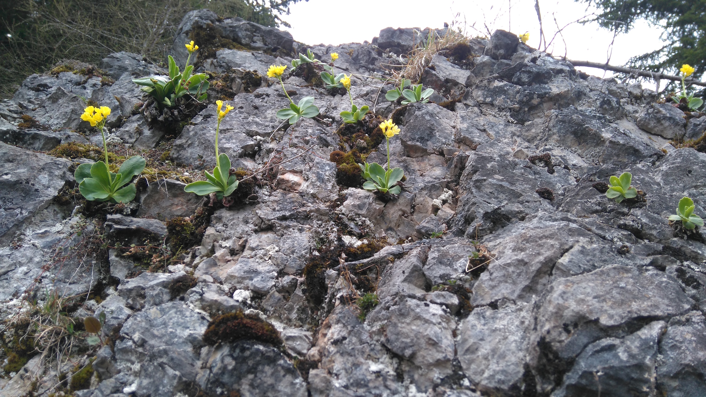 primula auricula_schneeberg_8237.JPG